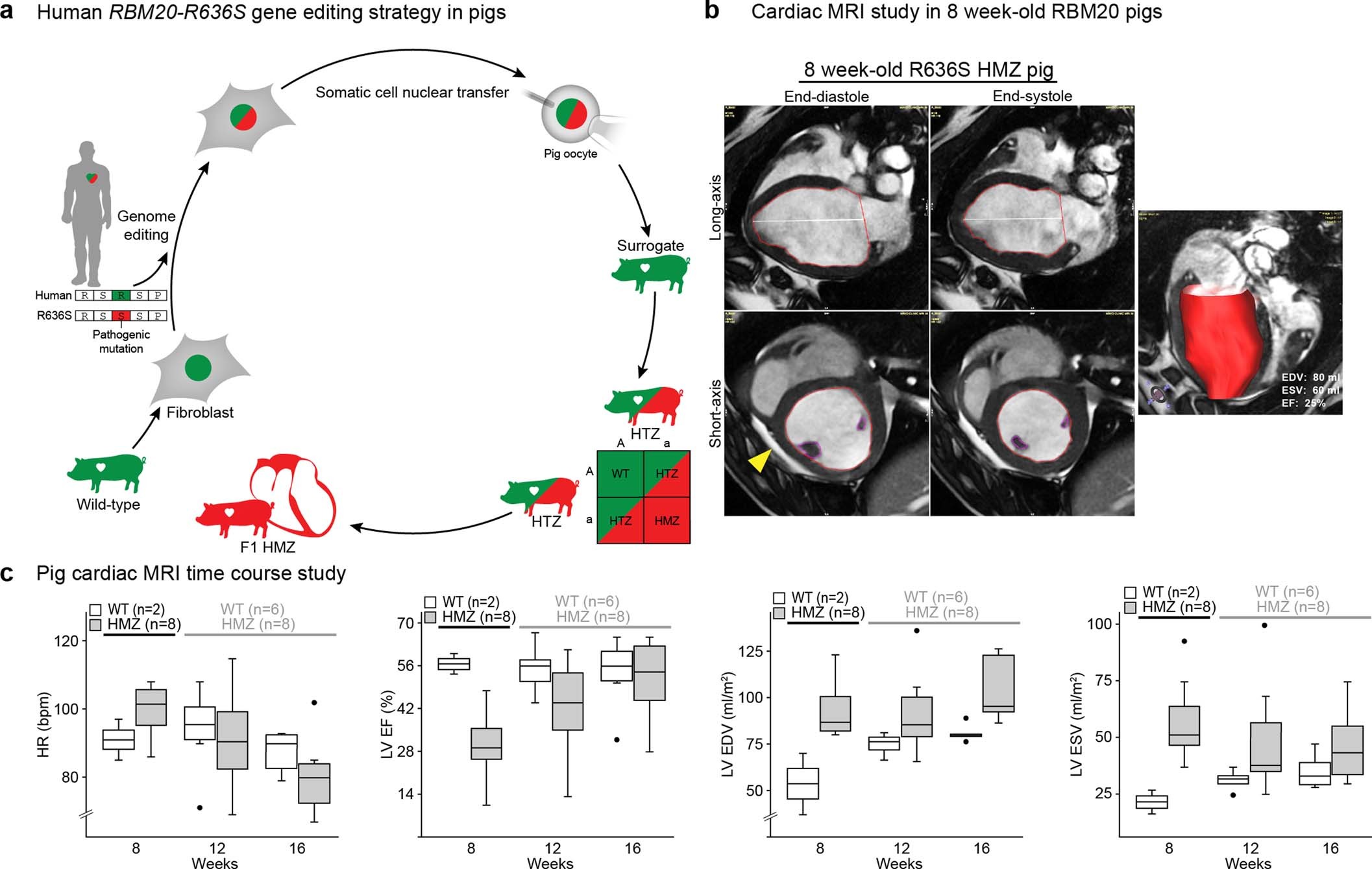 Extended Data Fig. 1: Human RBM20-R636S germline genome editing strategy validated by cardiac MRI.