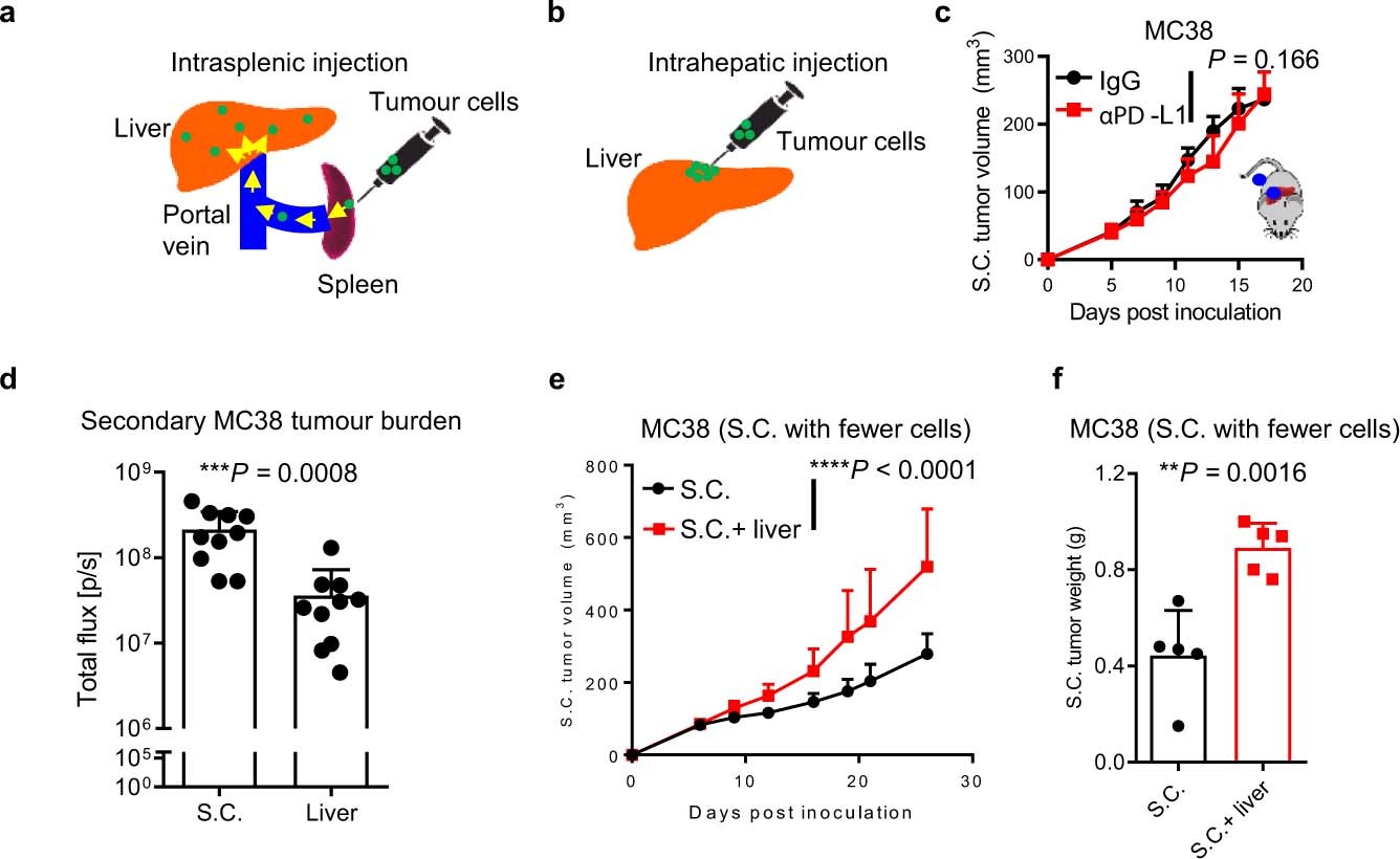 Extended Data Fig. 2: Liver metastasis diminishes immunotherapy efficacy in mice.