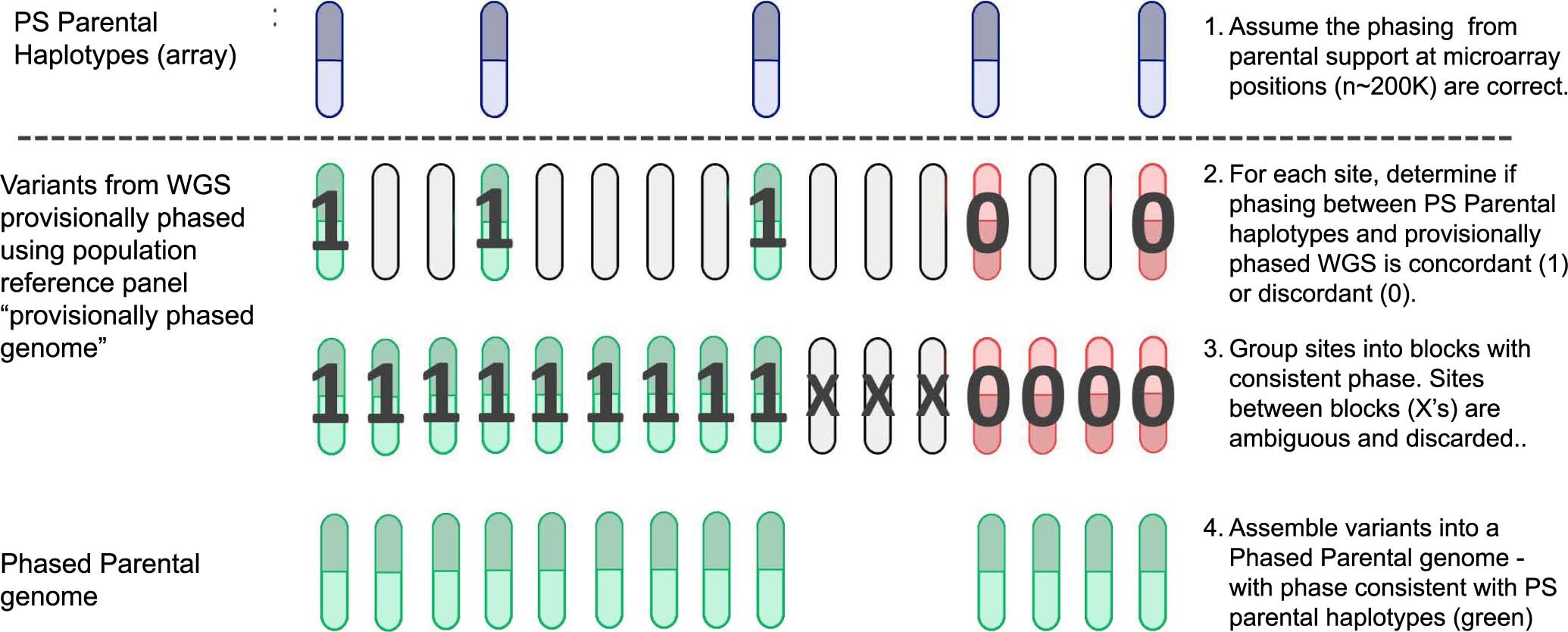 Extended Data Fig. 7: Obtaining a phased parental genome.