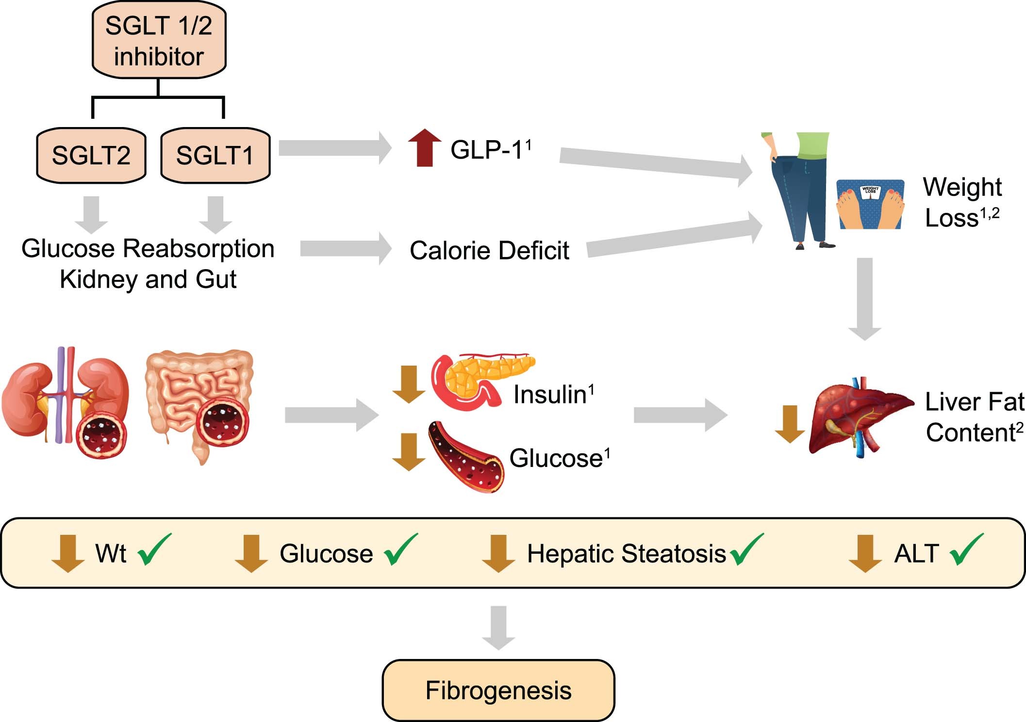Extended Data Fig. 10: Summary of findings of licogliflozin in NASH.