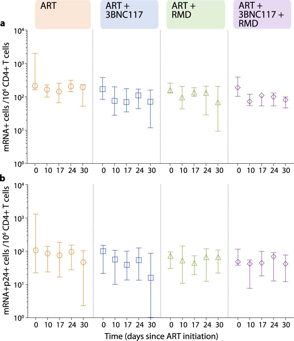 Extended Data Fig. 3: Transcriptionally (mRNA+) and transcriptionally + translationally (mRNA+p24+) active HIV-1-infected cells following ART initiation.