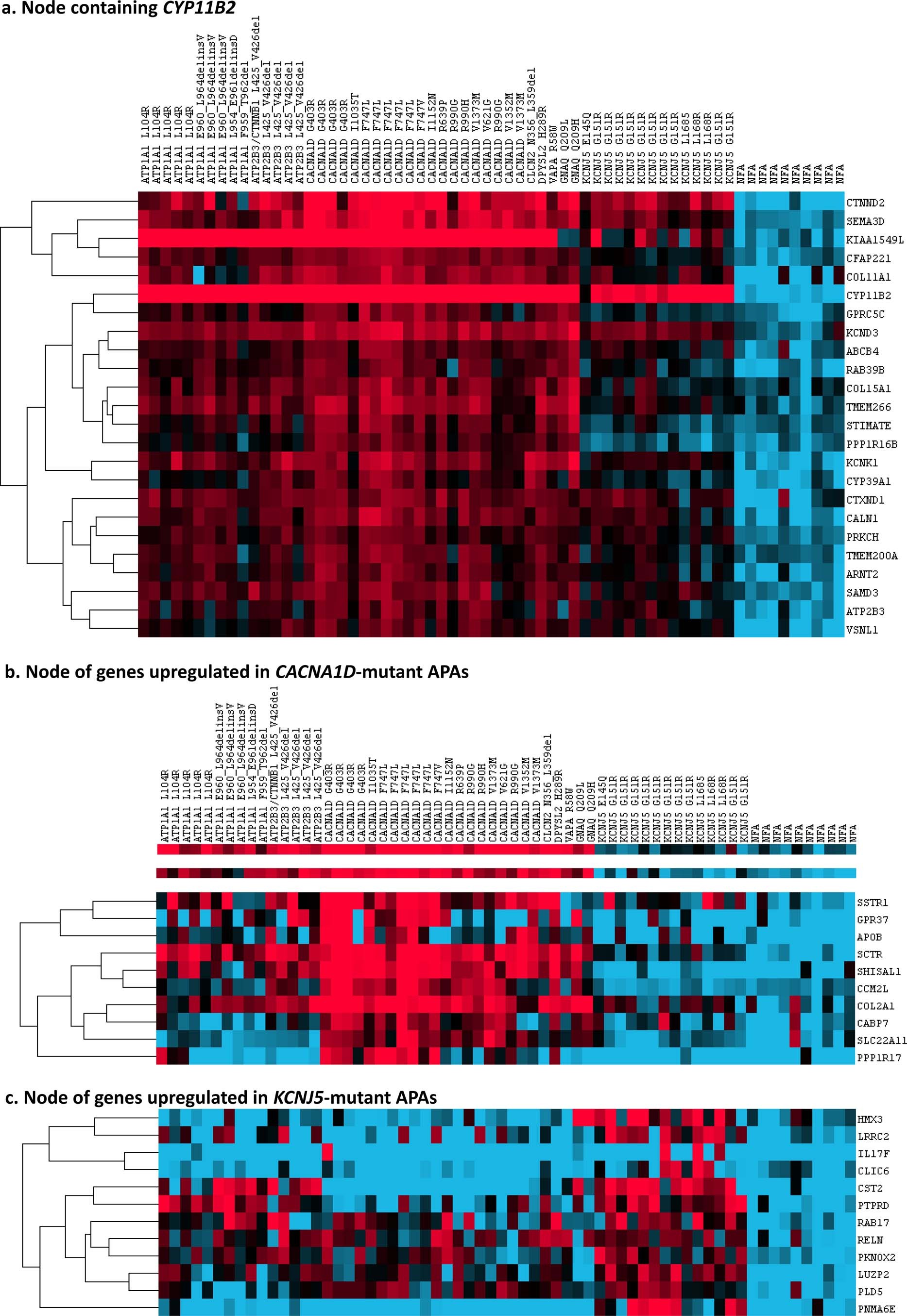 Extended Data Fig. 7: Heat map representation of differentially expressed genes between APAs and NFAs, and between genotypes.