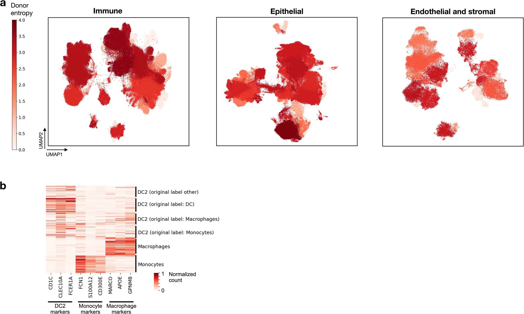 Extended Data Fig. 1: HLCA cluster donor diversity and marker expression for a cluster with high cell type label disagreement.