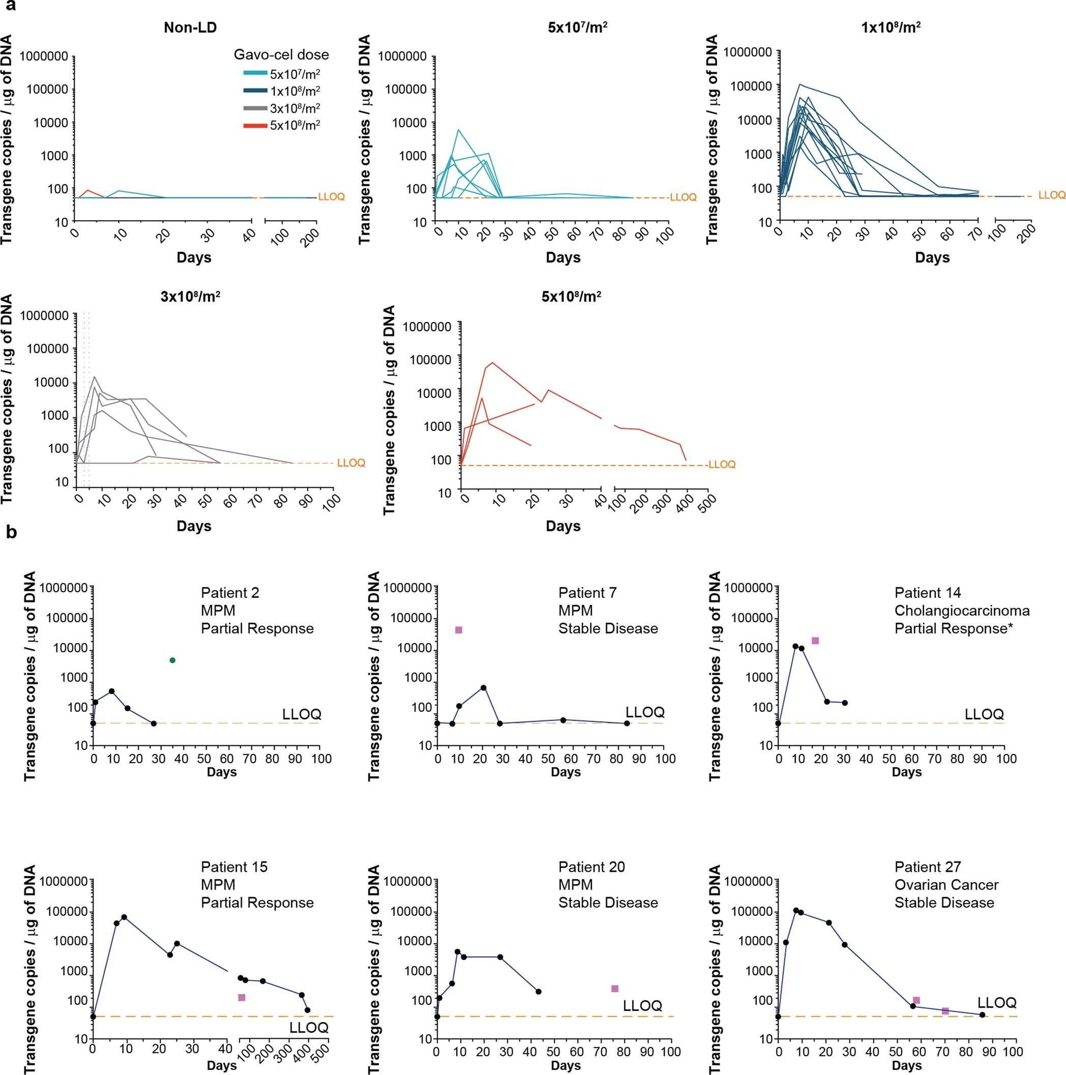 Extended Data Fig. 8: Expansion and persistence of gavo-cel in peripheral blood.