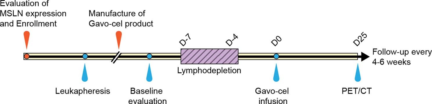 Extended Data Fig. 1: Schematic representation of the Gavo-cel study design.
