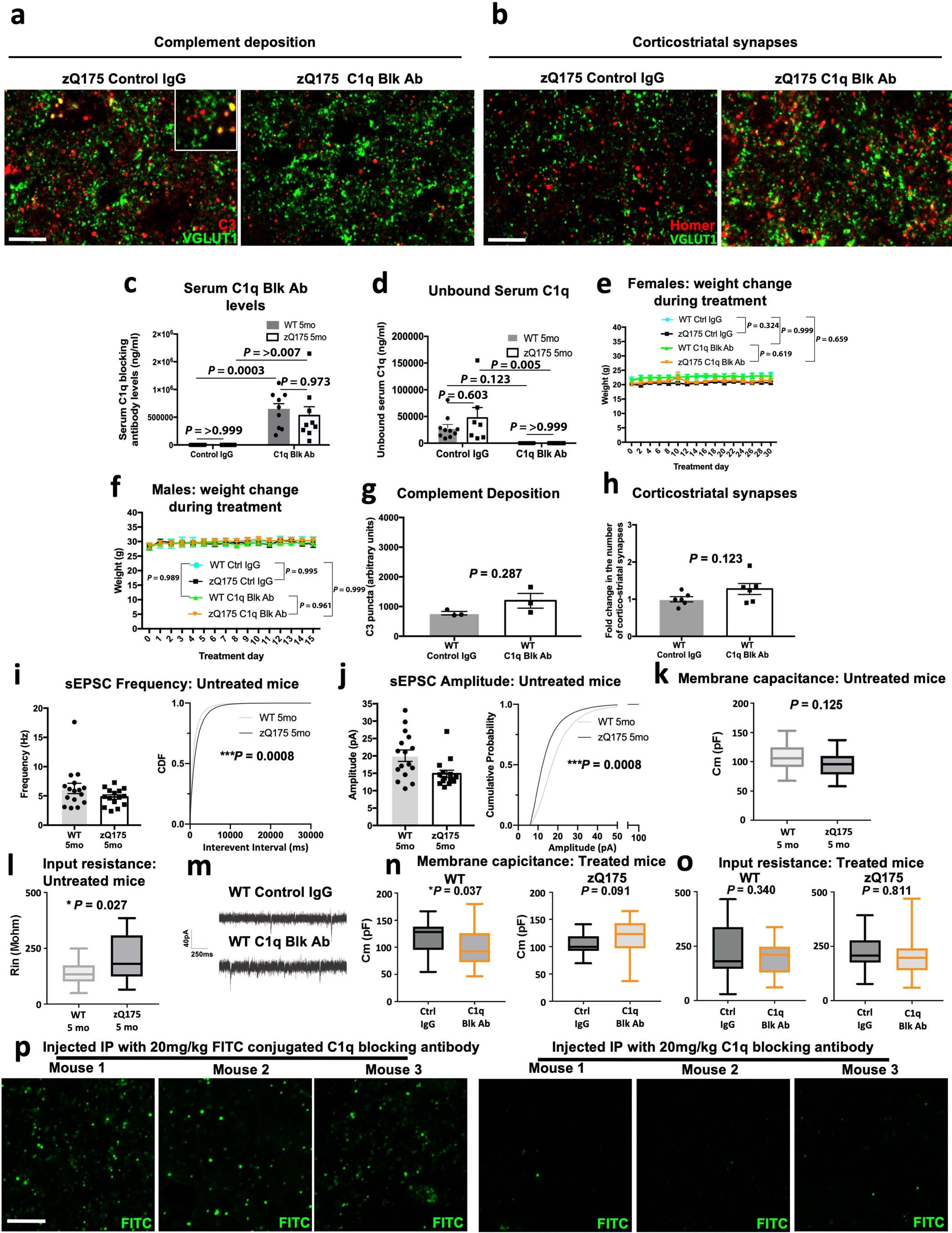 Extended Data Fig. 8: Preventing microglial recognition of complement opsonized structures can reduce synaptic loss and prevent the development of cognitive deficits in HD mice.