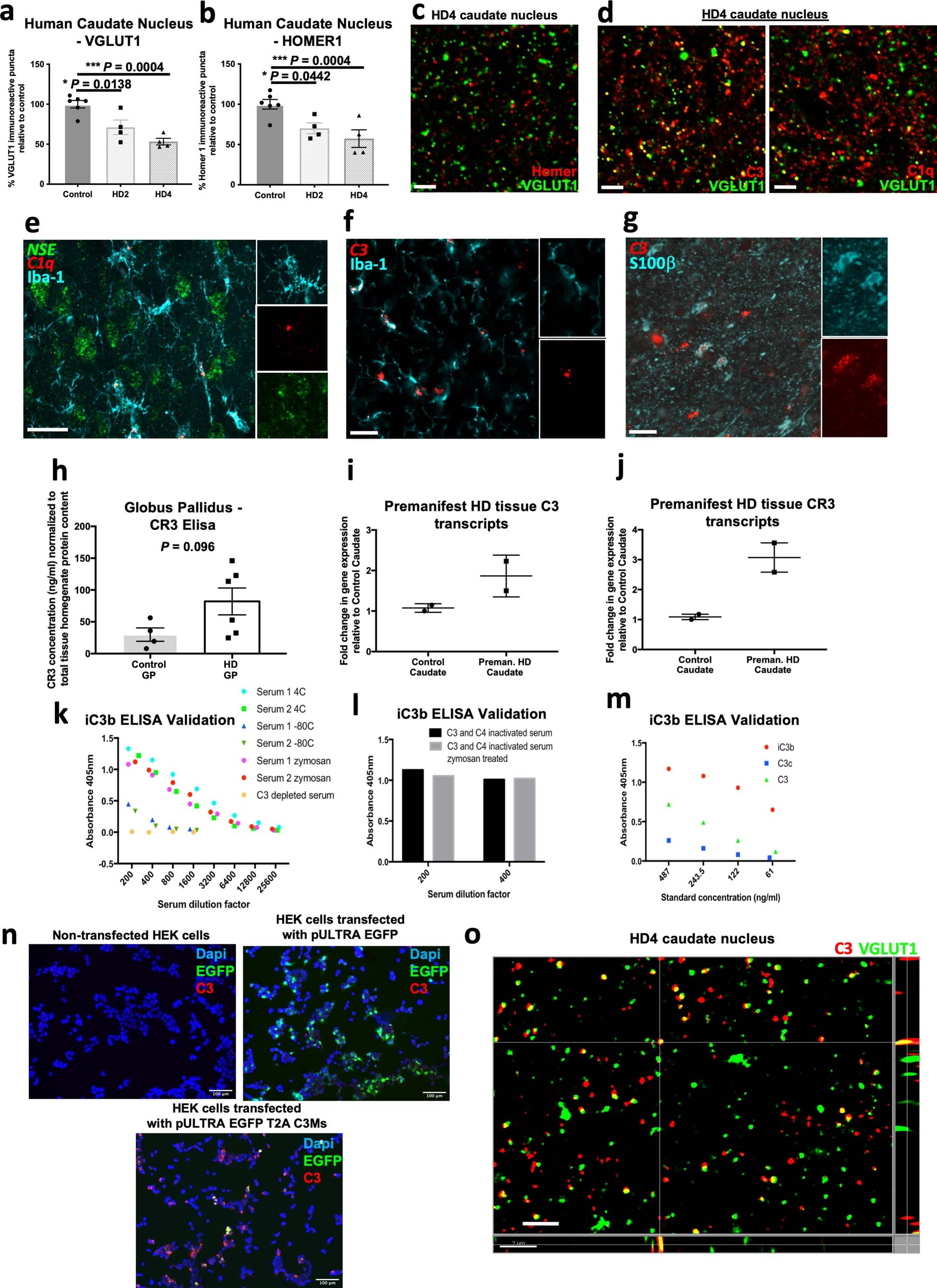 Extended Data Fig. 1: Loss of specific synaptic populations, activation and association of complement proteins with synaptic elements and adoption of a more phagocytic microglial state are evident in postmortem brain tissue from HD patients.