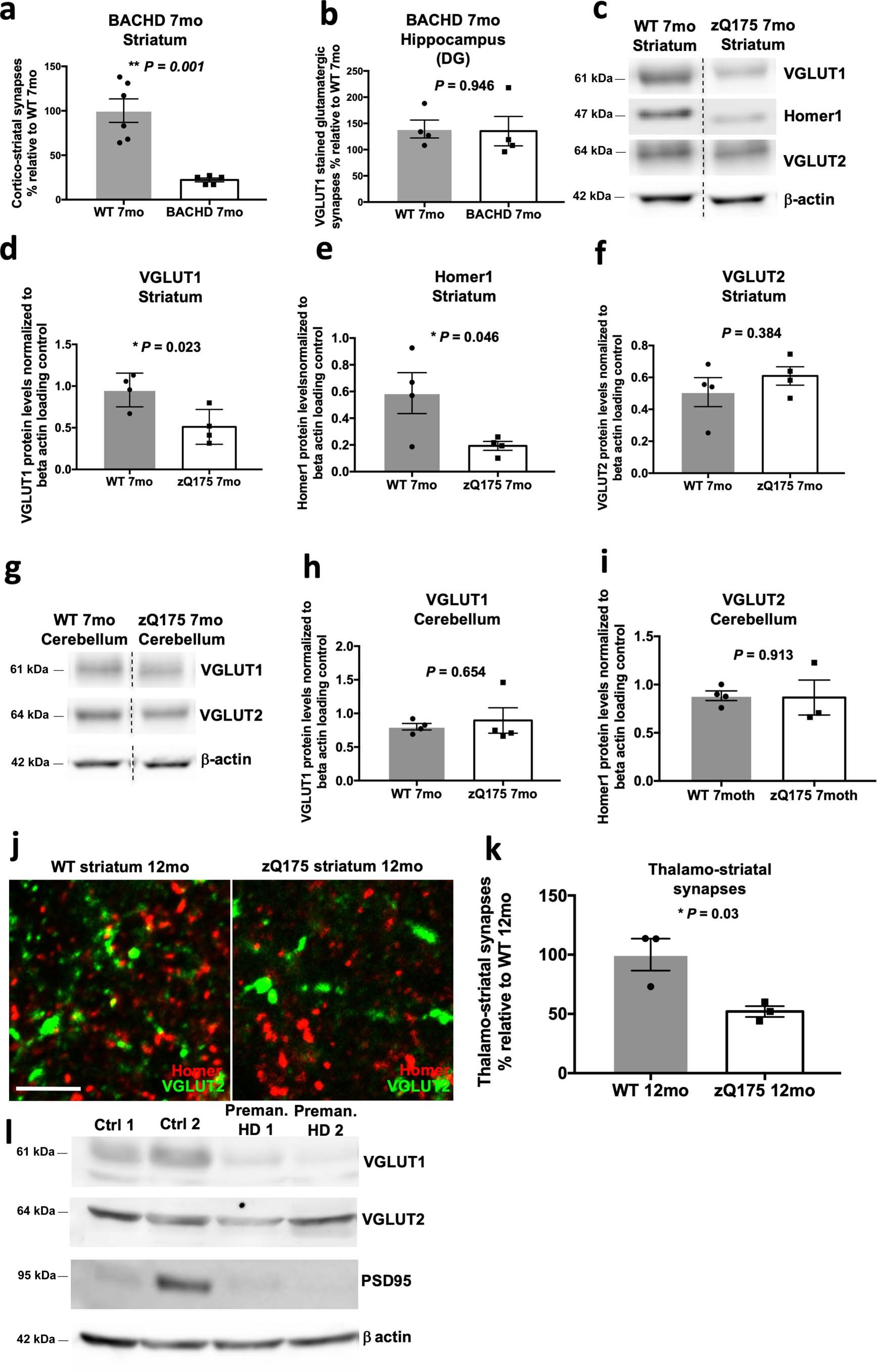 Extended Data Fig. 2: Early and selective loss of corticostriatal synapses in a mouse model of Huntington’s disease.