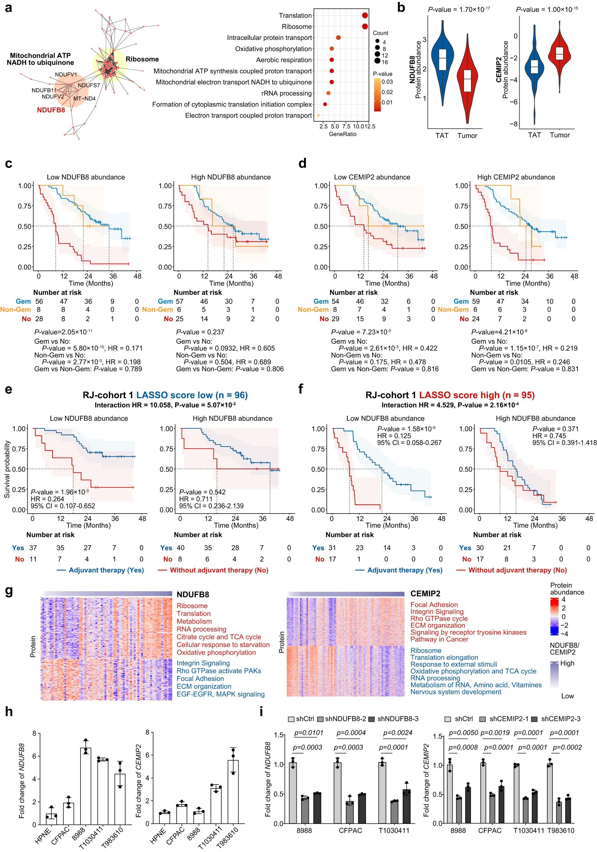 Extended Data Fig. 4: Enrichment analysis for patient subgroups stratified by the protein abundance of either NDUFB8 or CEMIP2.