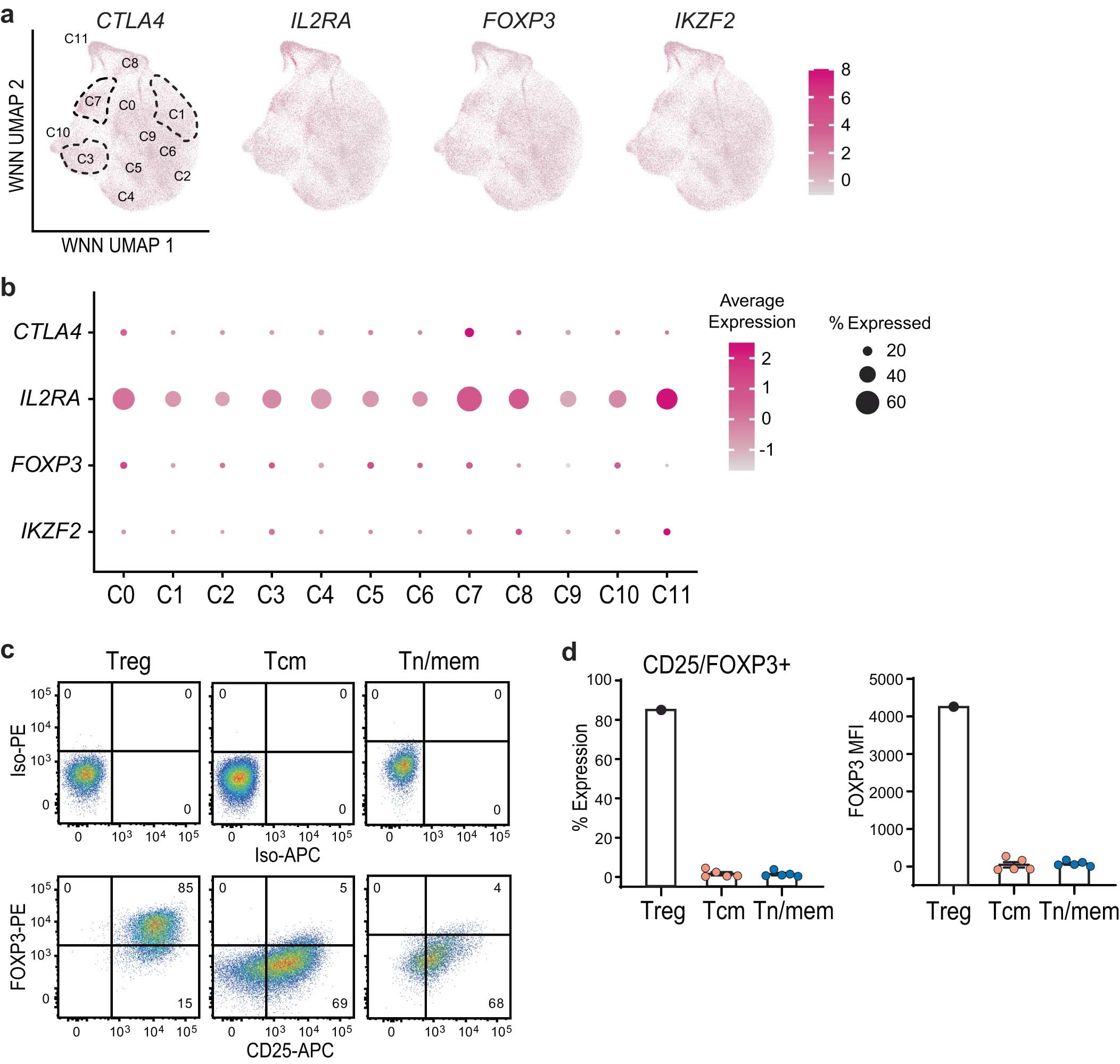 Extended Data Fig. 3: Evaluation of Tcm- and Tn/mem-derived CAR-T cell products for Treg cells.