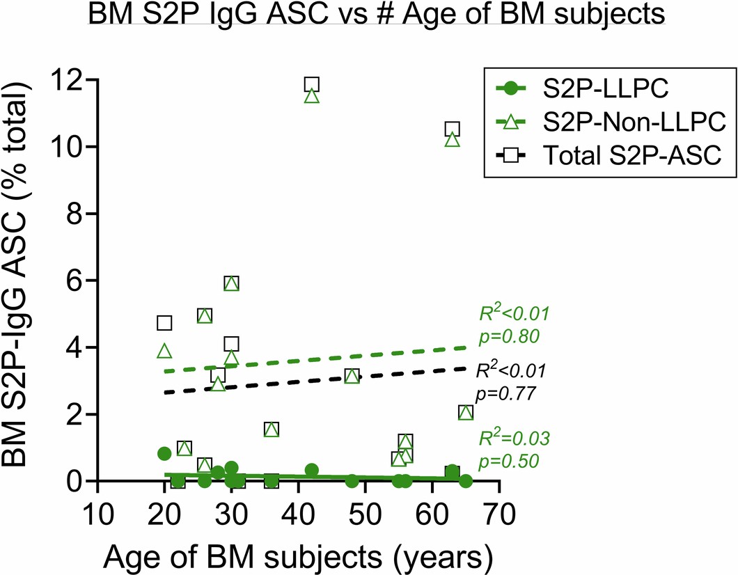 Extended Data Fig. 7: No correlation between S2P IgG BM ASC responses and age of the subjects.