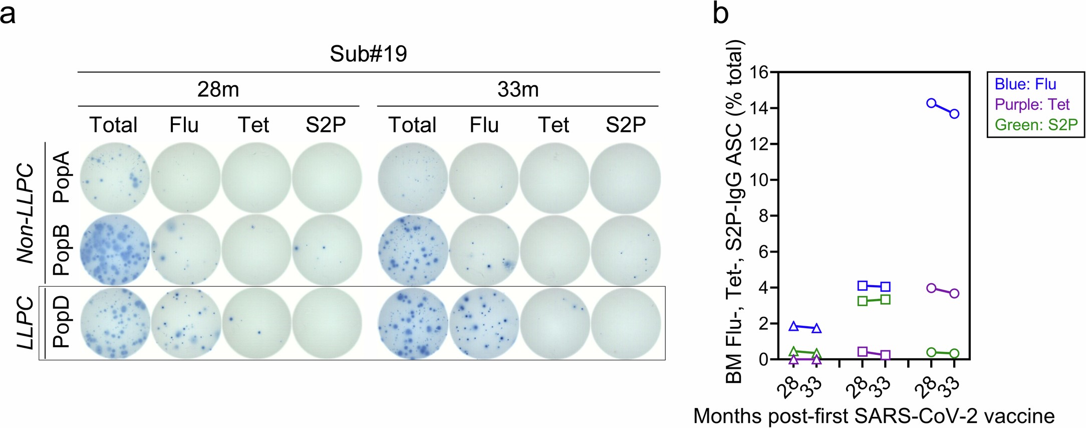 Extended Data Fig. 9: Kinetics of vaccine-specific IgG ASC responses in the subject who donated two sequential BM aspirates (at 28 and 33 months after the first SARS-CoV-2 vaccine).