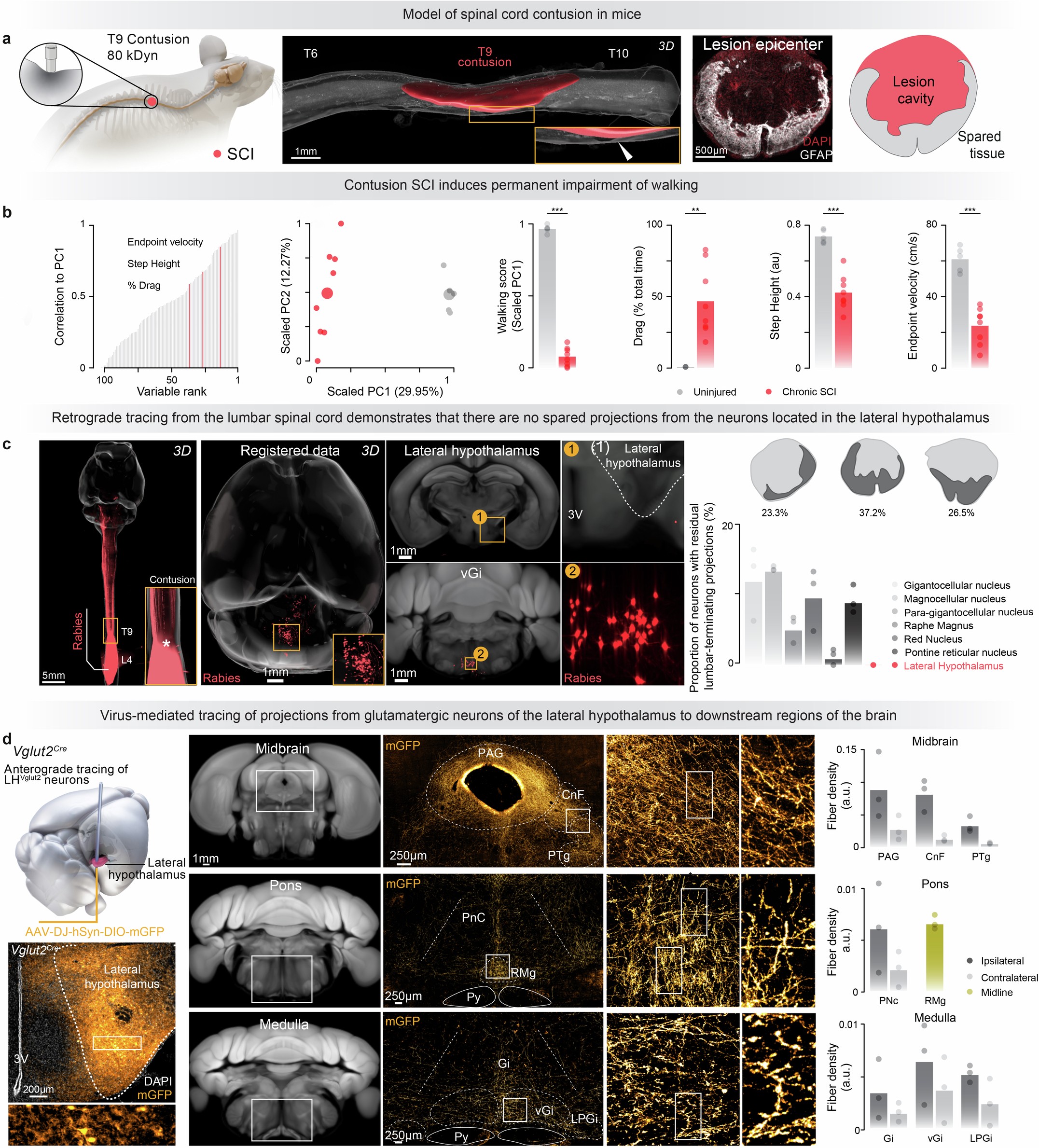 Extended Data Fig. 6: Optogenetic stimulation of LHVglut2 neurons augments walking after contusion SCI via vGi neurons.