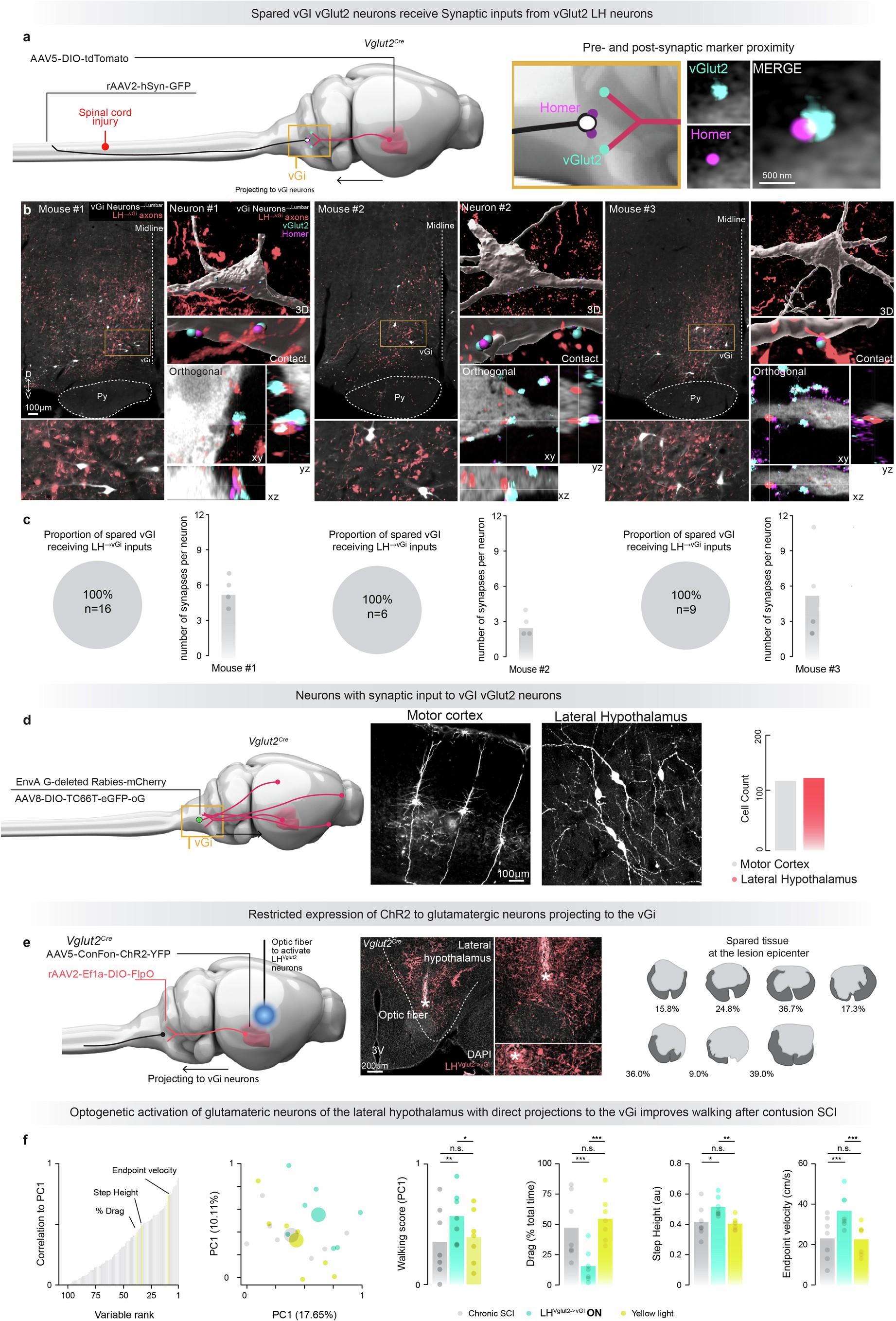 Extended Data Fig. 7: Characterization of neurons in the LH and motor cortex with projections to vGiVglut2 neurons.