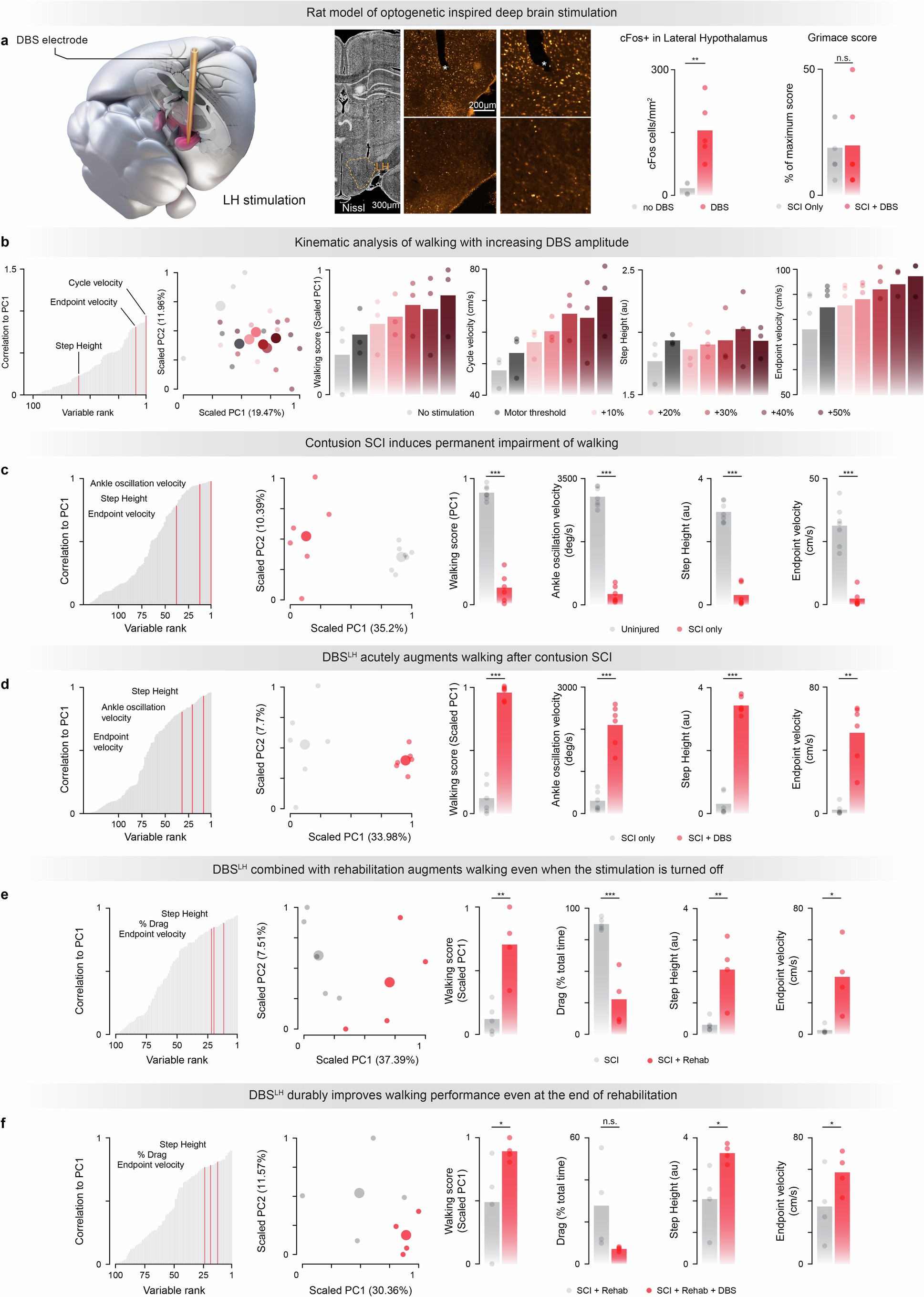 Extended Data Fig. 9: DBSLH in rats with contusion SCI leads to immediate and durable improvements in walking even when DBSLH is turned off.