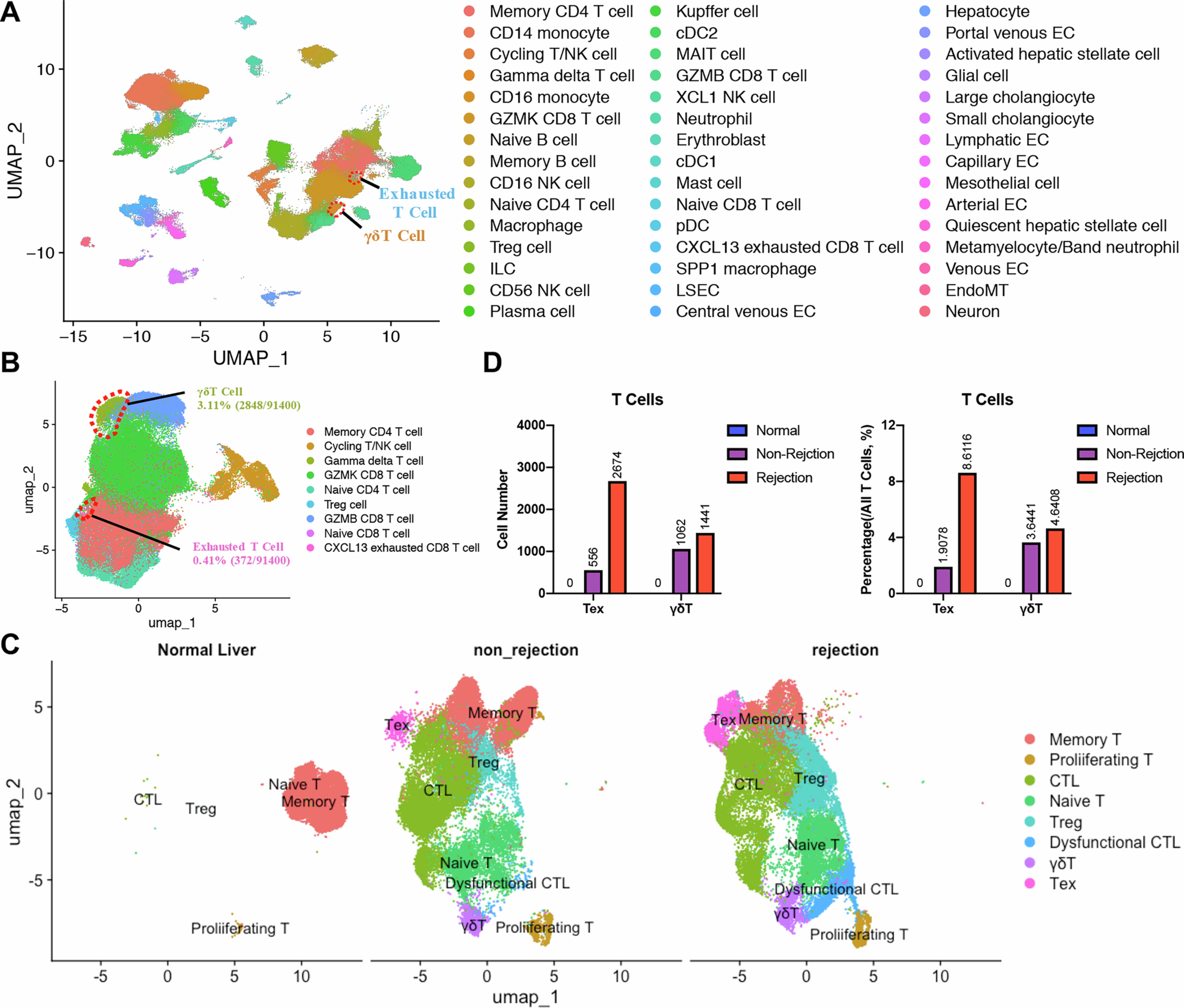 Extended Data Fig. 8: γδT and exhausted T cells in normal liver and allotransplant liver.