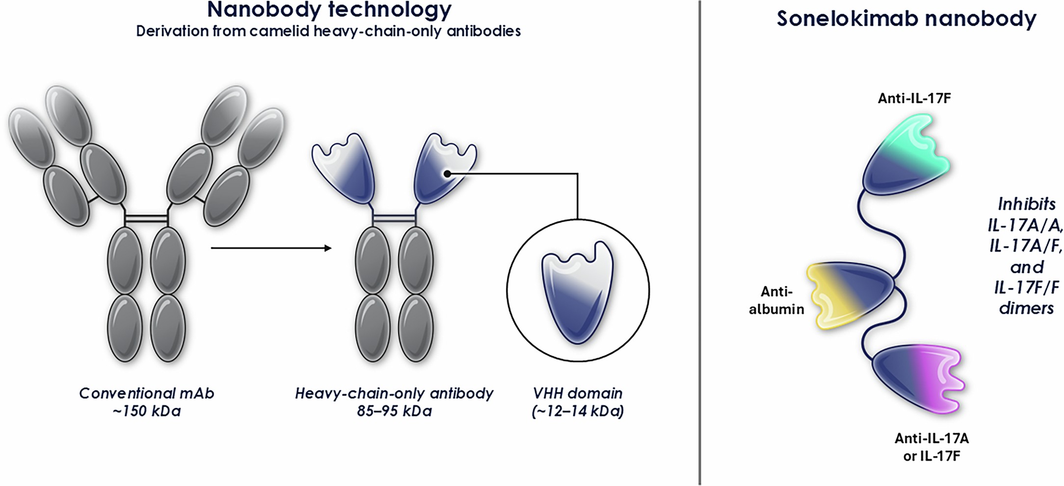 Extended Data Fig. 1: Sonelokimab is a novel nanobody that binds to both IL-17A and IL-17F with a similarly high affinity and is designed to target difficult-to-reach sites of inflammation.