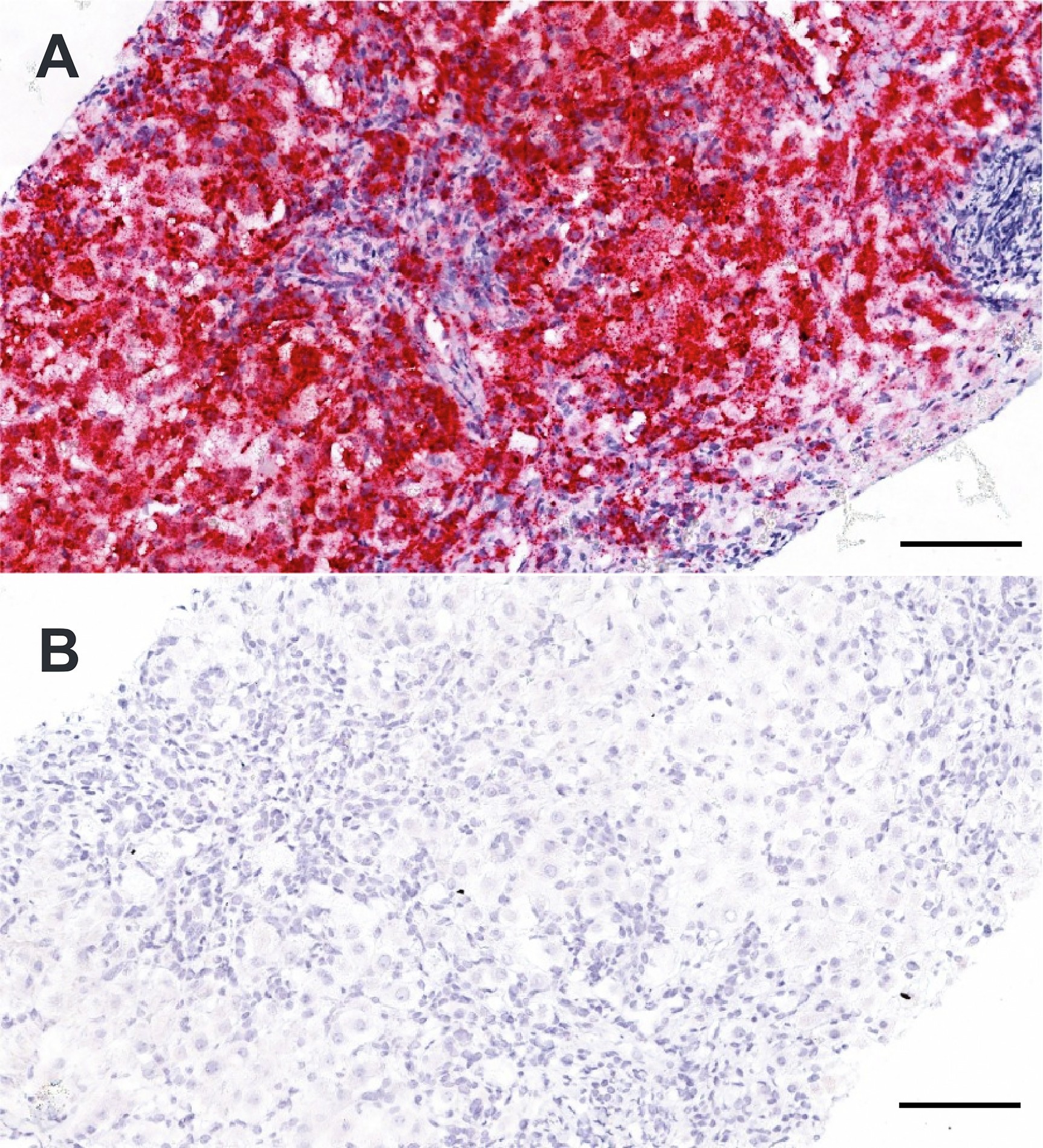 Extended Data Fig. 2: In situ hybridization controls.