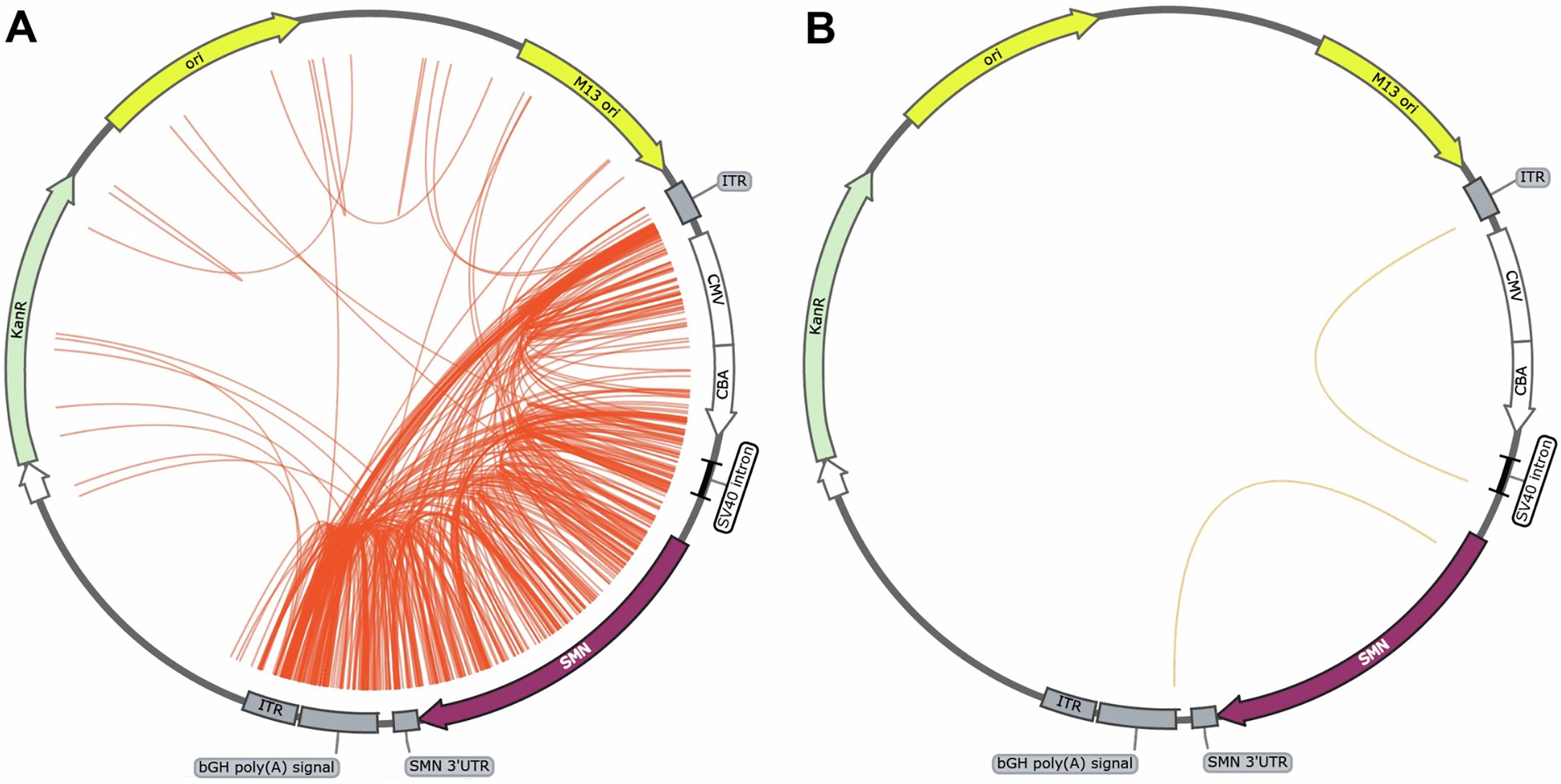 Extended Data Fig. 3: Internal vector rearrangements within pSMN plasmid.