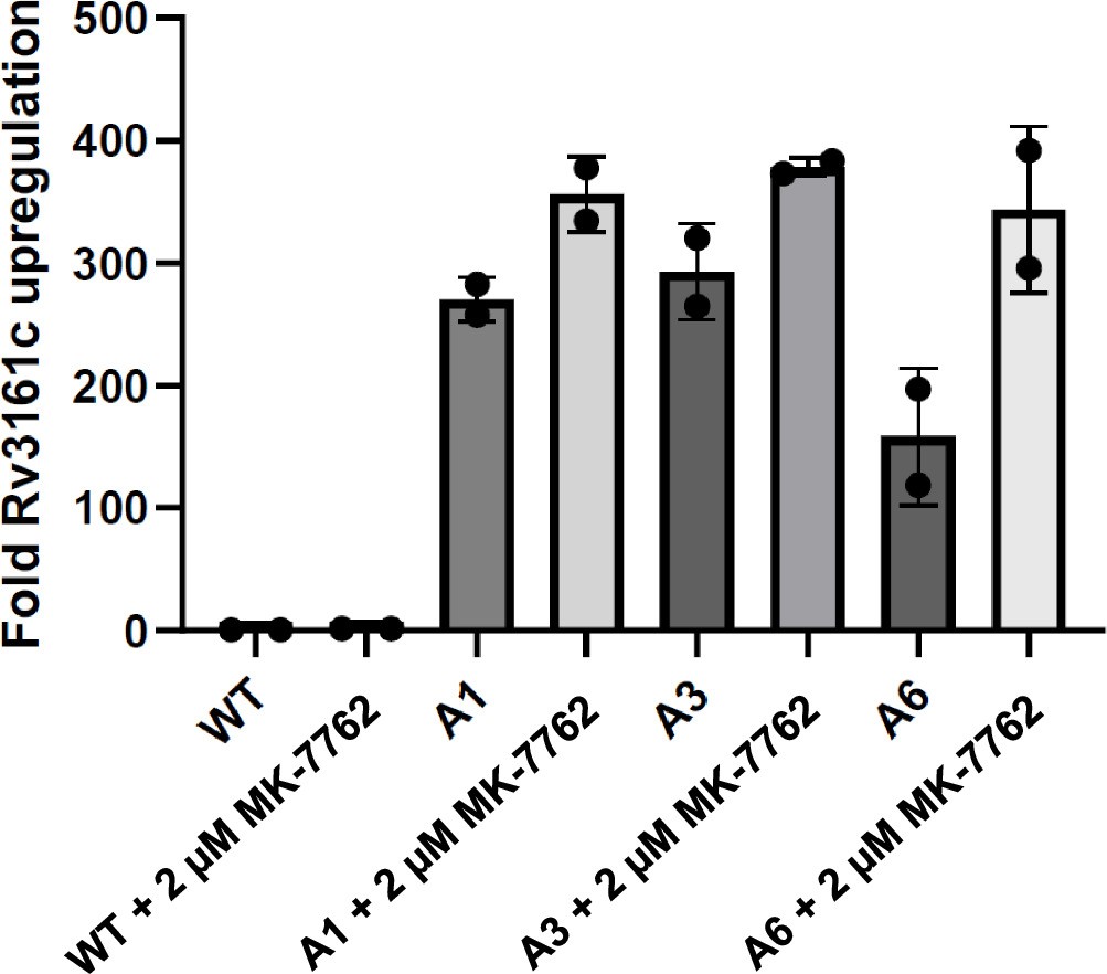 Extended Data Fig. 2: Quantitative PCR testing the expression level of Rv3161c in the wild type and three in vitro selected mutants resistant to MK-7762.