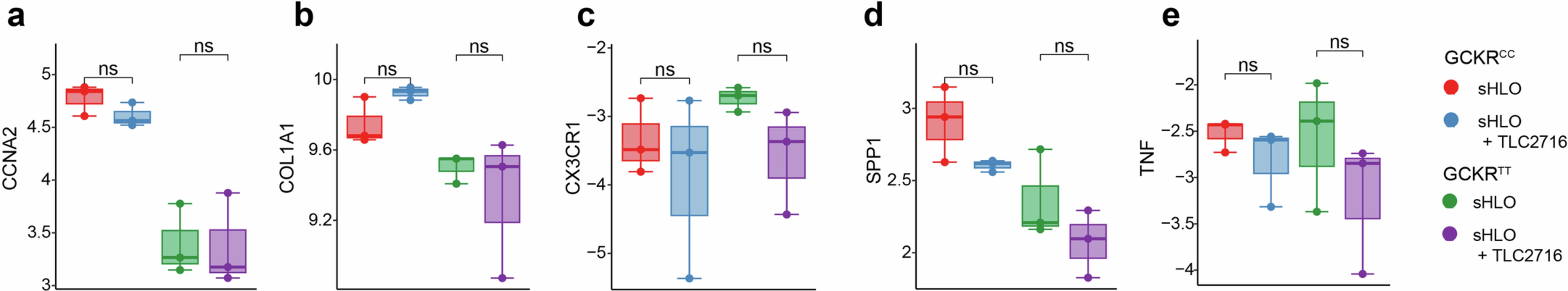 Extended Data Fig. 10: TLC-2716 does not exhibit pro-inflammatory or pro-fibrotic effects in steatotic human liver organoids (sHLOs).