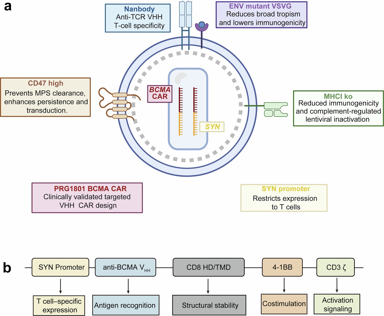 Extended Data Fig. 9: Vector design and CAR construct of ESO-T01.