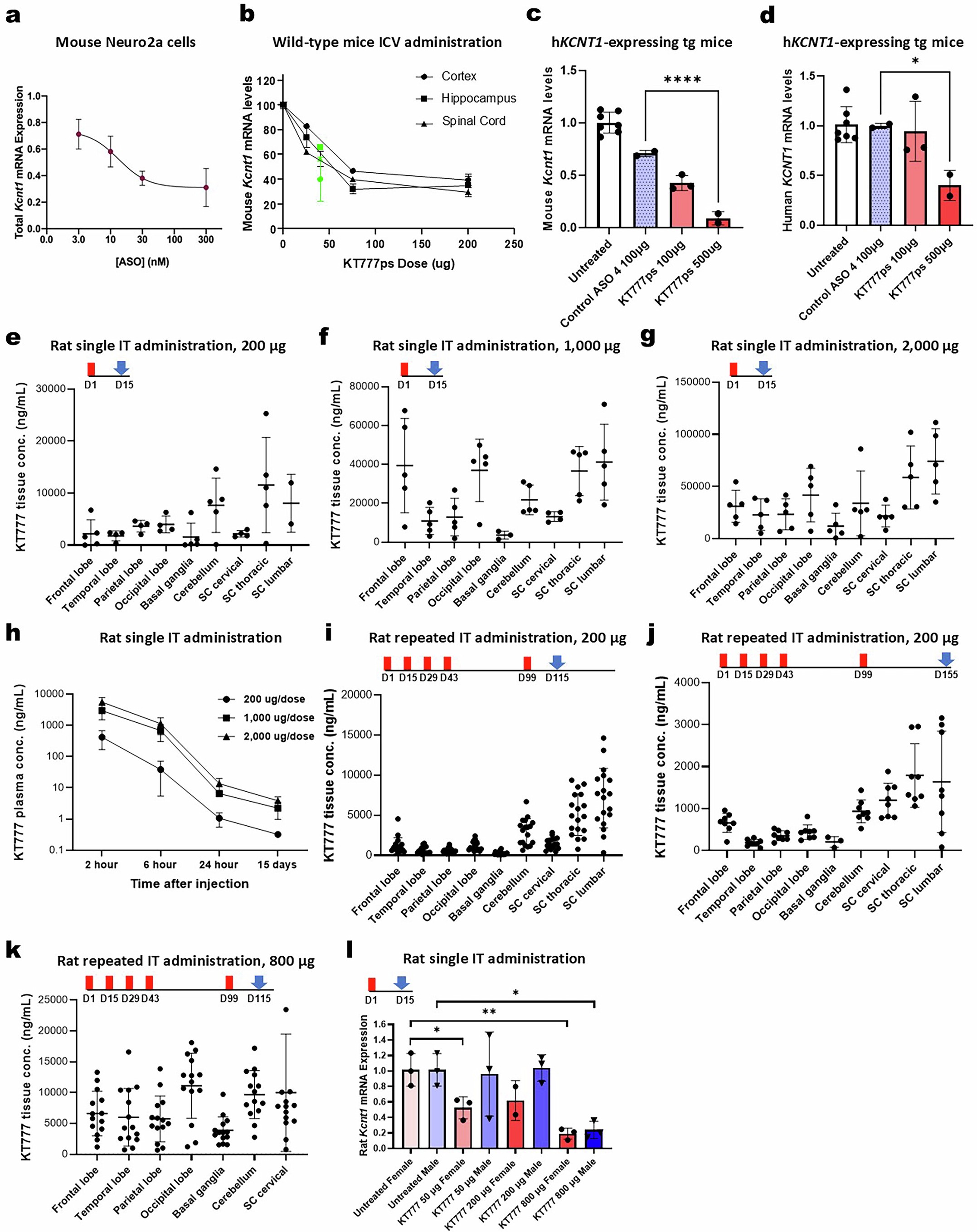 Extended Data Fig. 3: ASO knockdown in Neuro2a cells, Kcnt1 P905L(L/L) mice, transgenic human KCNT1 mice, and wild-type rats.