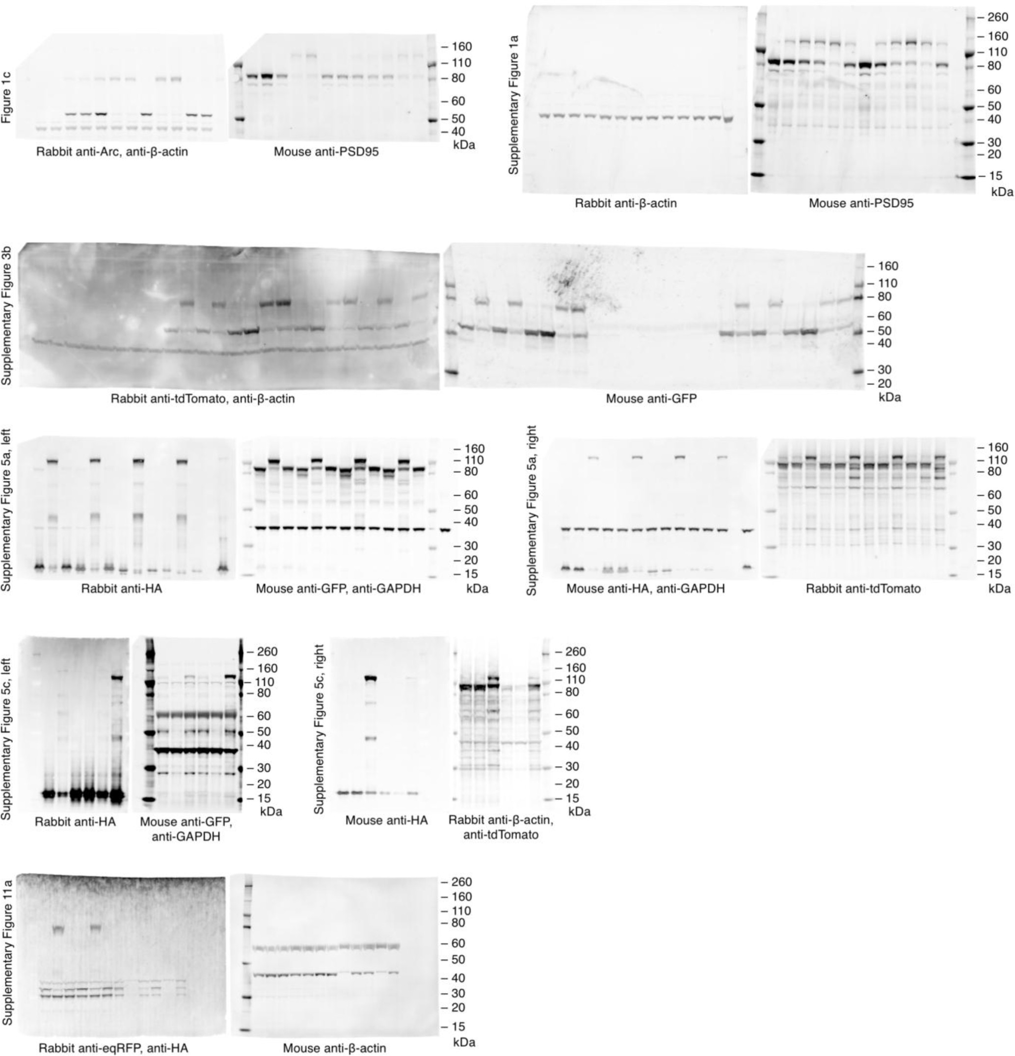 Supplementary Figure 15