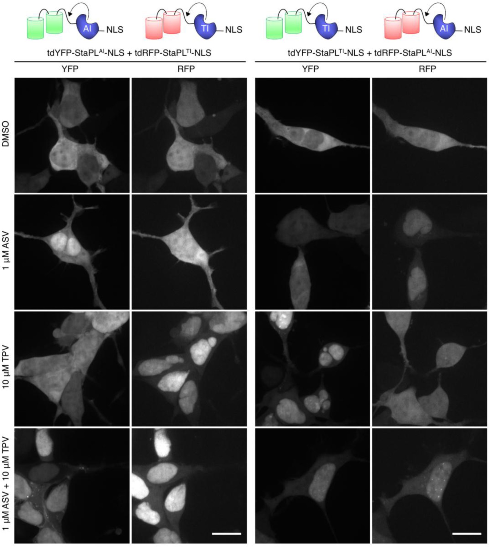Supplementary Figure 4
