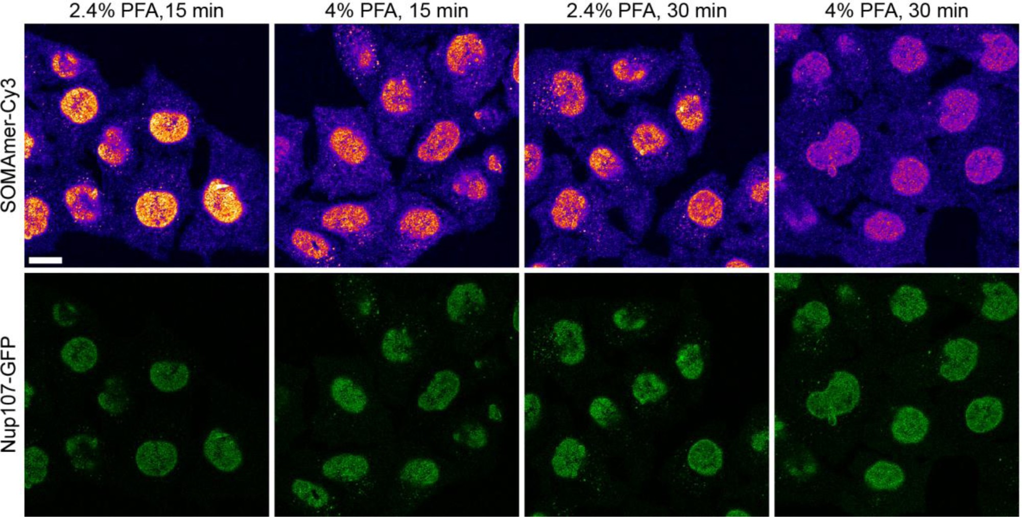 Supplementary Figure 10: Mild fixation conditions favor SOMAmer binding to GFP.