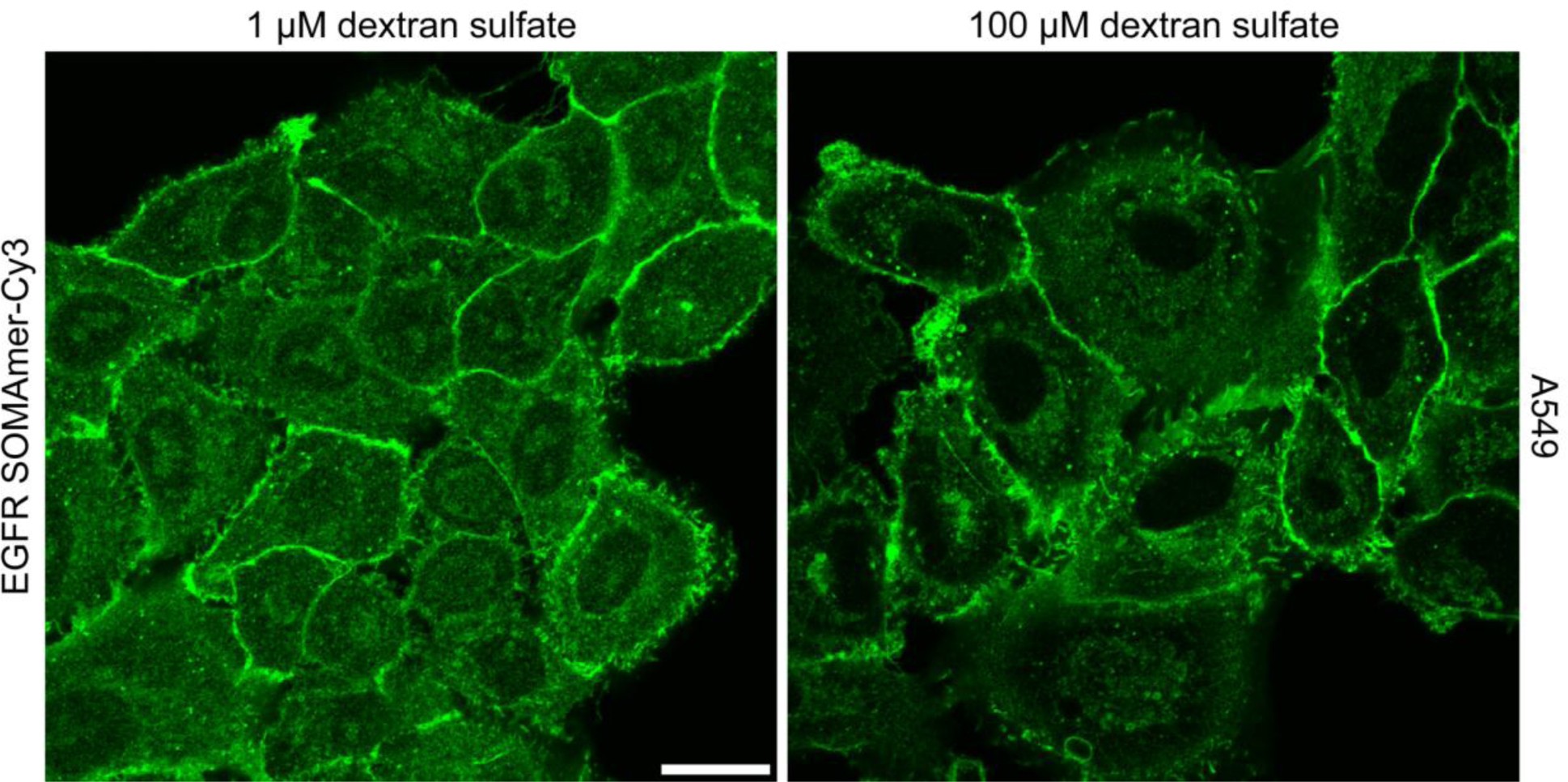 Supplementary Figure 11: Addition of low-molecular-weight dextran sulfate blocks unspecific nuclear SOMAmer binding.