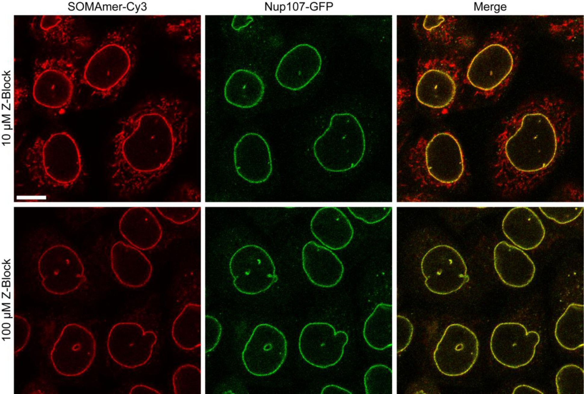 Supplementary Figure 12: Addition of Z-Block quenches unspecific binding of SOMAmers to cellular organelles.