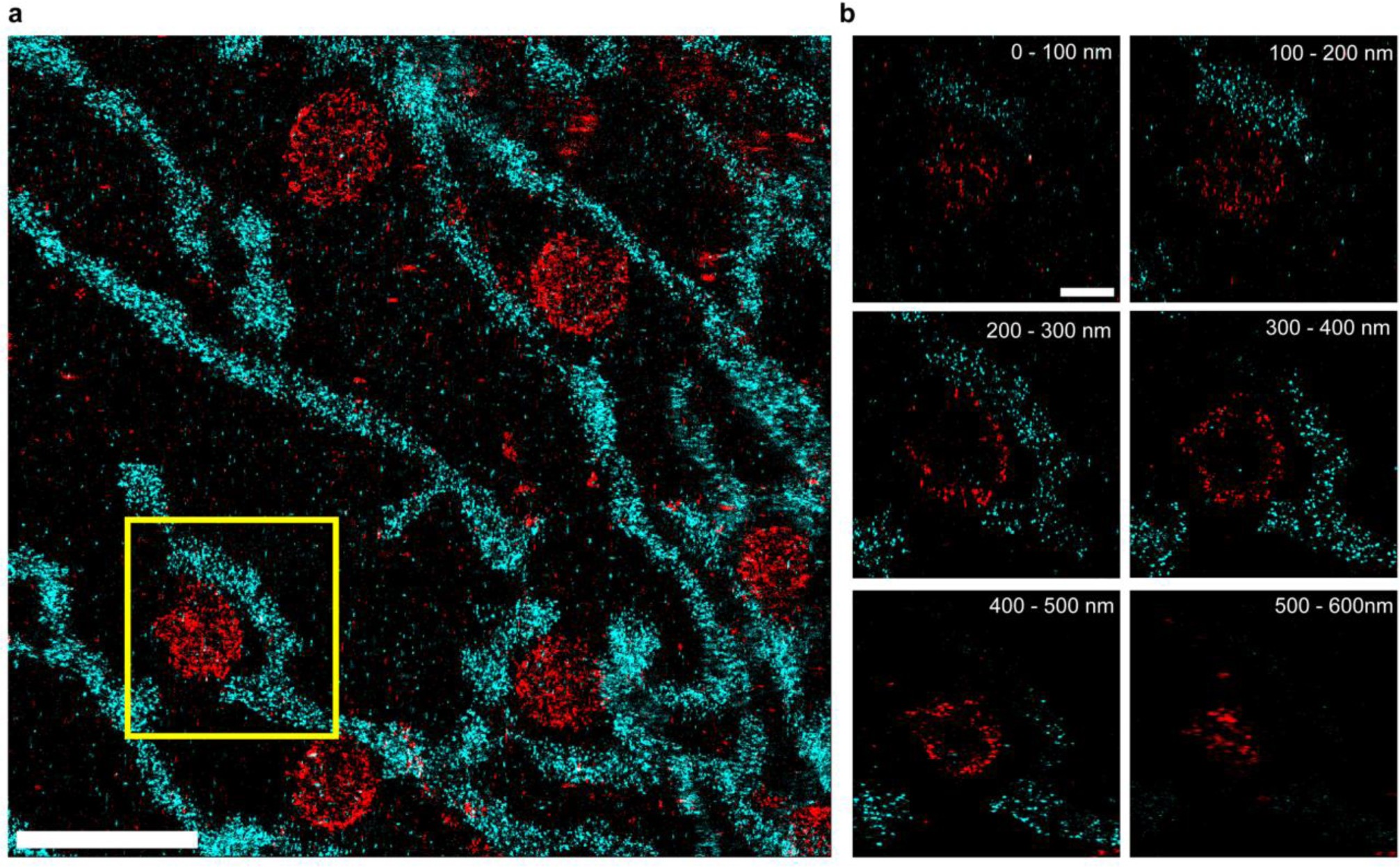 Supplementary Figure 2: Two-target 3D Exchange-PAINT with SOMAmers in SK-BR-3 cells.