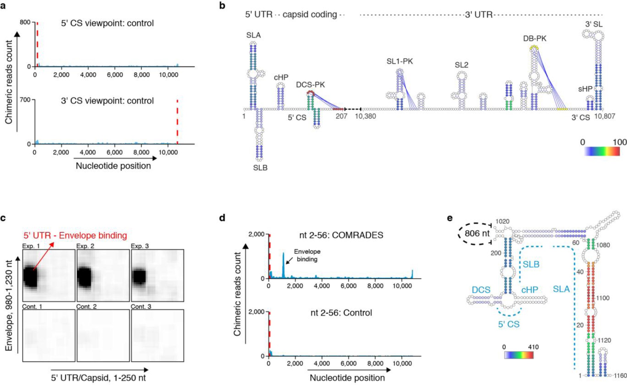 Supplementary Figure 5: The genomic structure of ZIKV inside human cells.