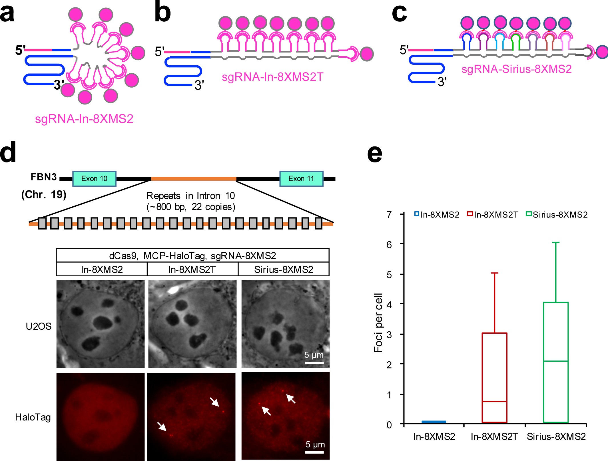 Supplementary Figure 3: Optimization of the structure and labeling efficiency of MS2 octets for CRISPR imaging.