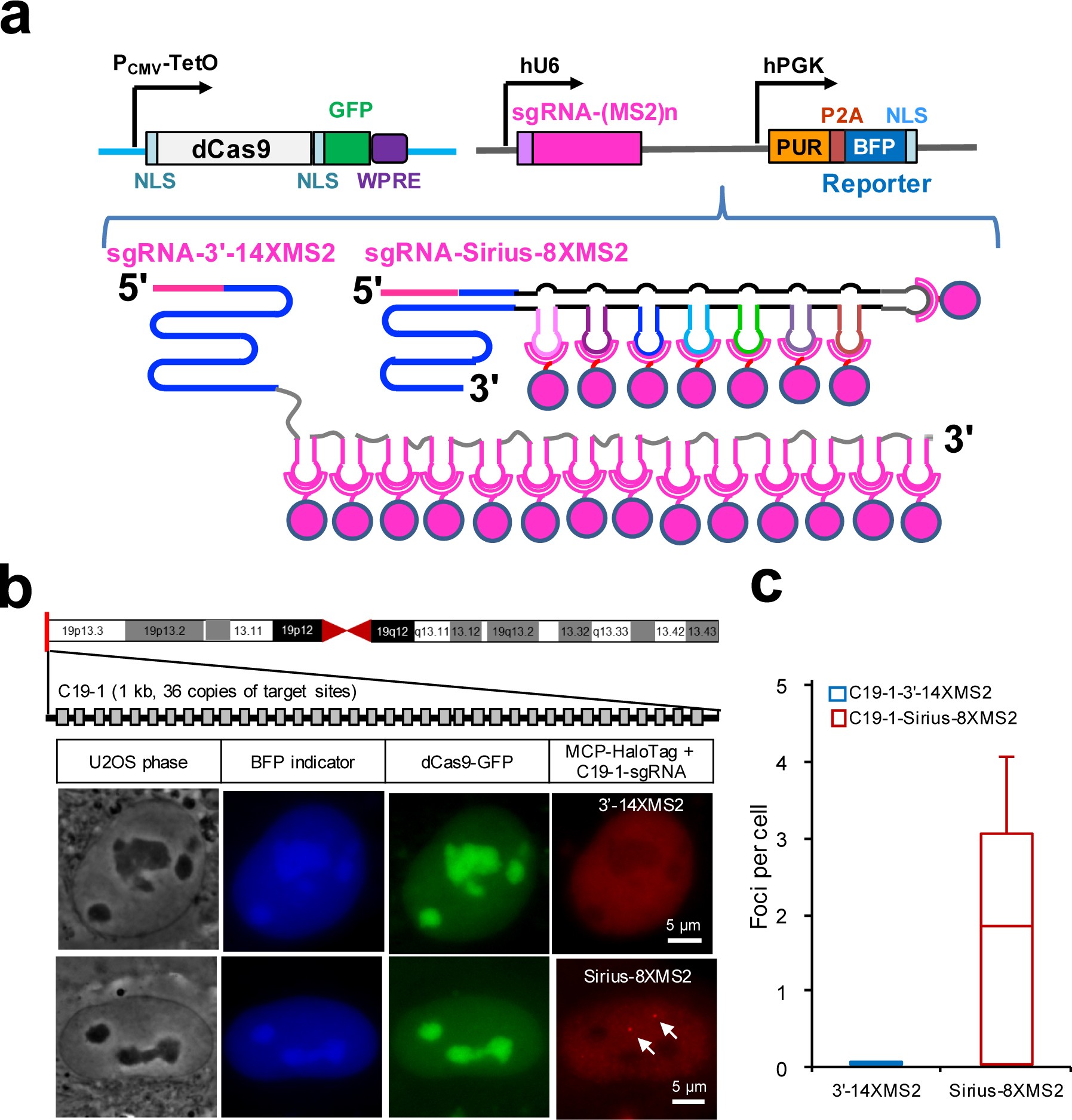 Supplementary Figure 5: Comparison of labeling efficiency of sgRNA-3′-14XMS2 and sgRNA-Sirius-8XMS2.