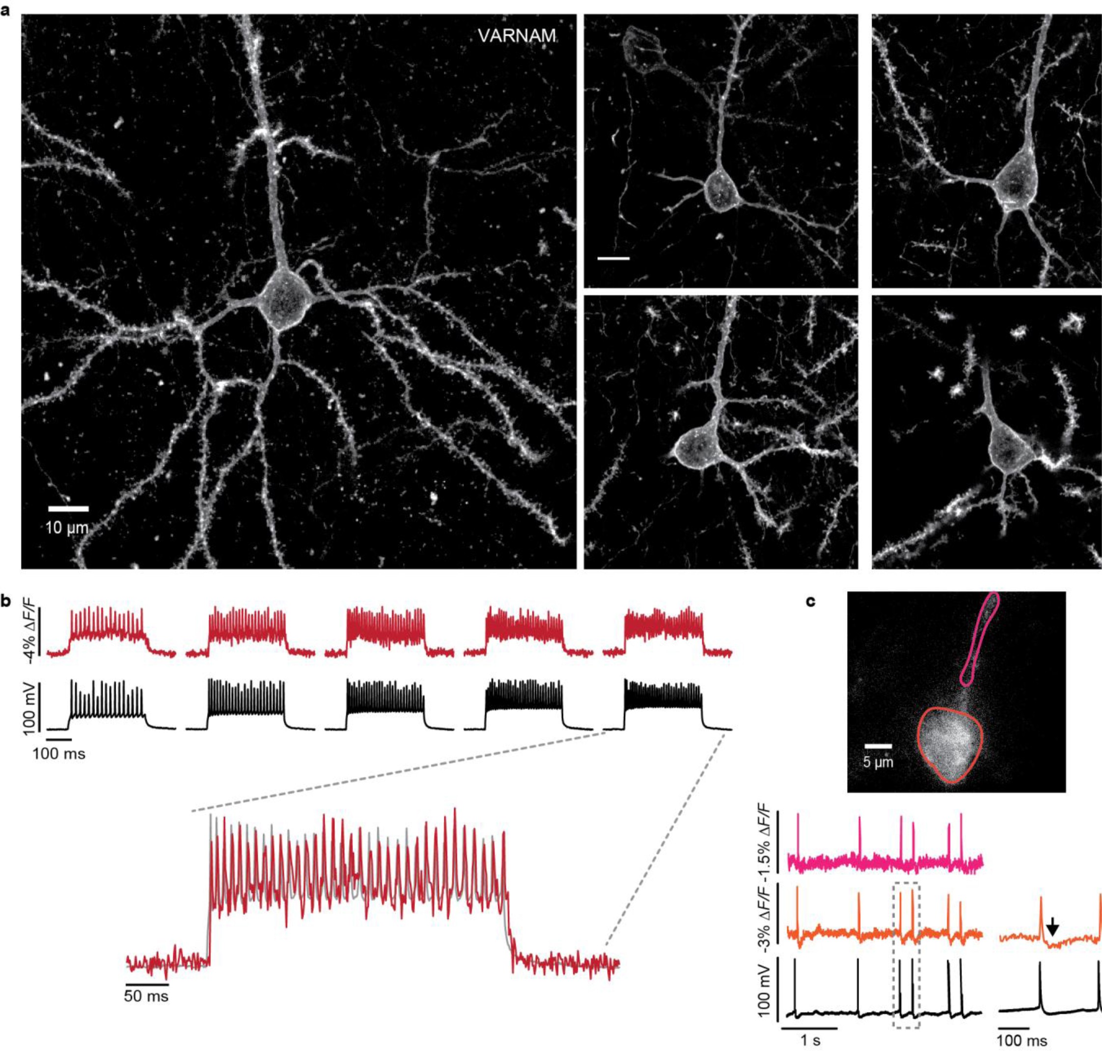 Supplementary Figure 9
