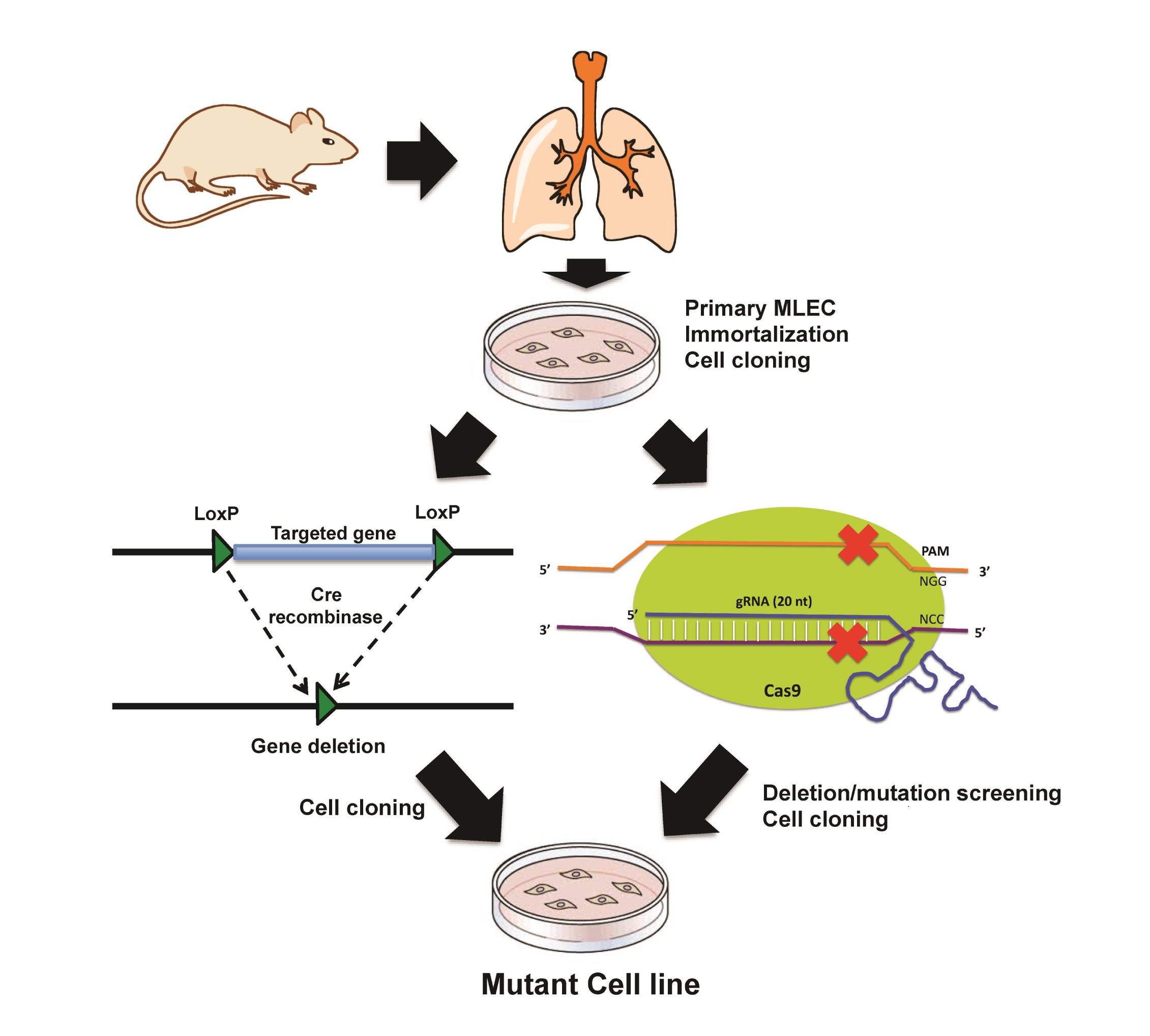 Supplementary Figure 1