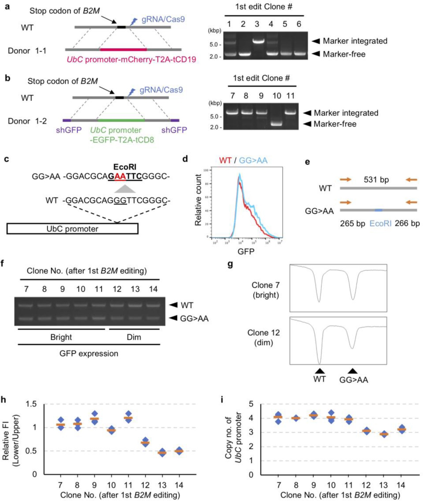 Supplementary Figure 7: Improvement of first-round editing by shRNA-based removal of random integrant and PCR-based copy-number analysis using modified UBC promoter in B2M editing.