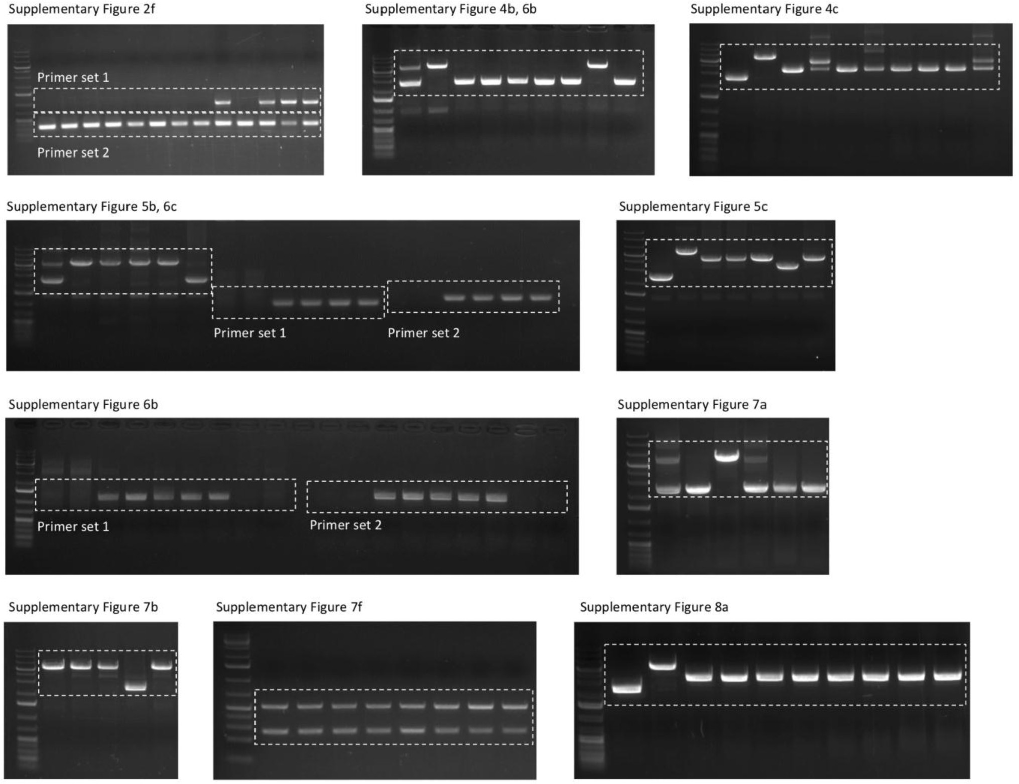 Supplementary Figure 15: Full scans of gels.