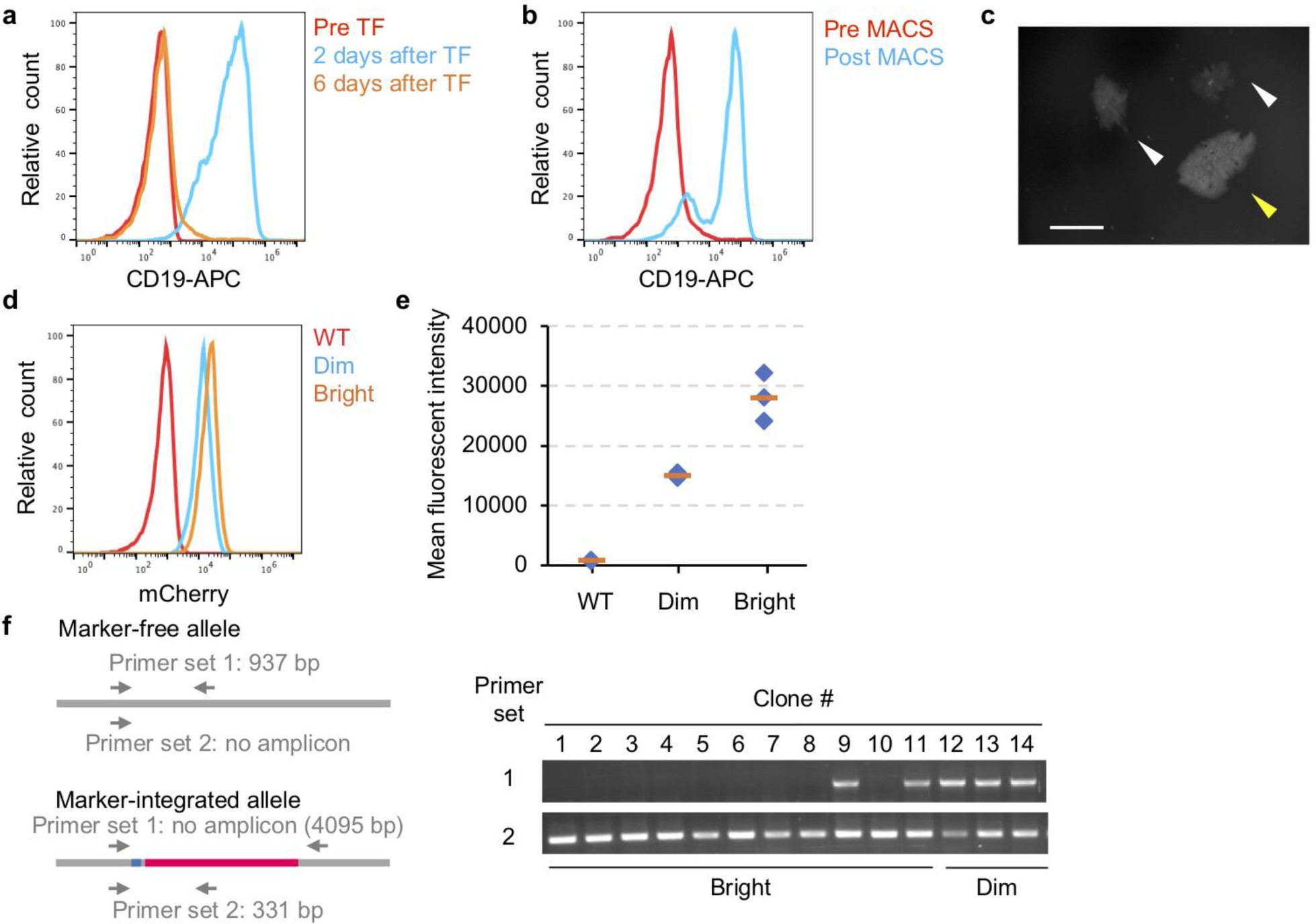 Supplementary Figure 2: Scarless 1-base substitution at TBX1 in the H9 hESC line.