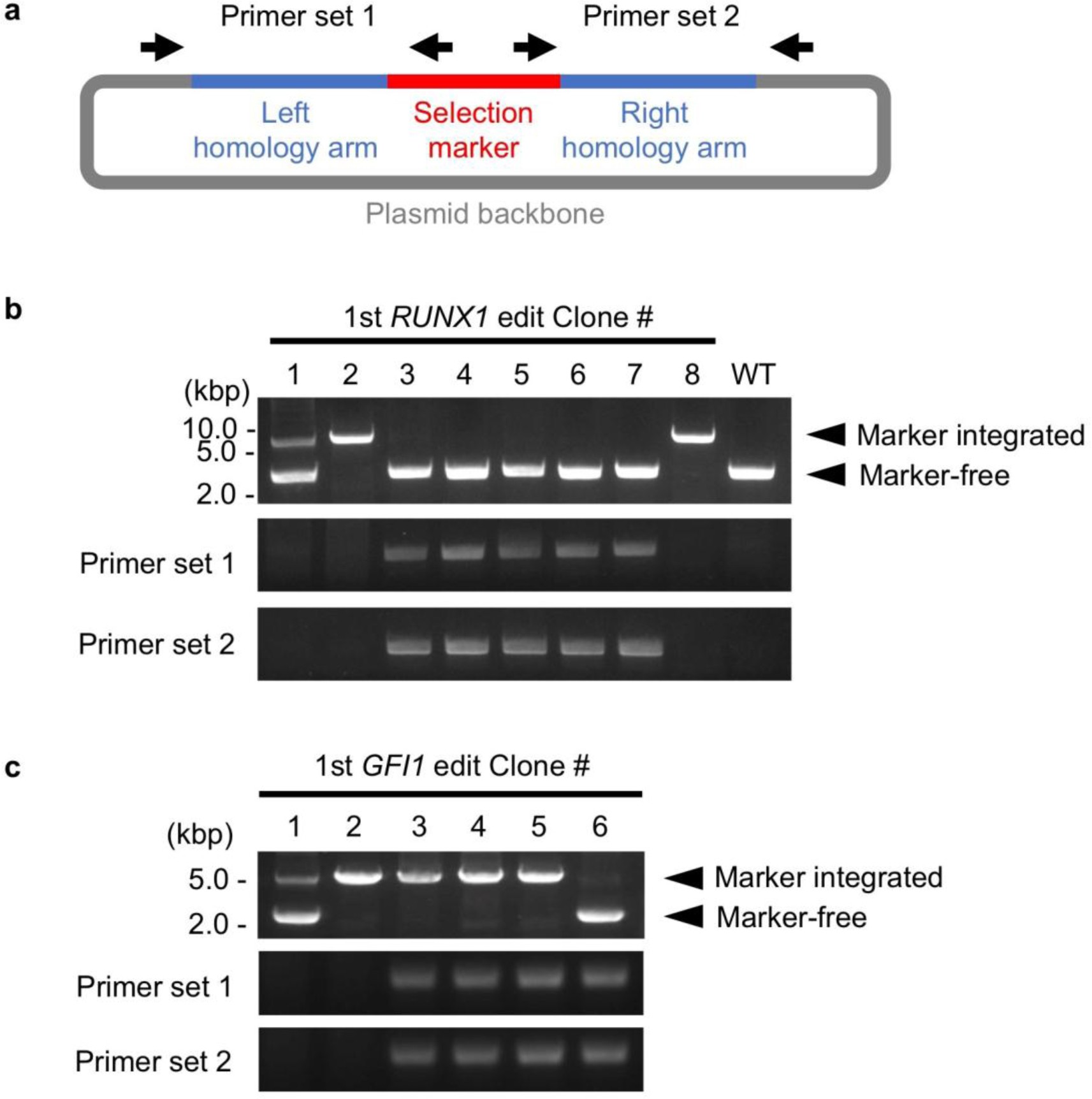 Supplementary Figure 6: Detection of random integration in RUNX1 and GFI1 editing after first-round editing.