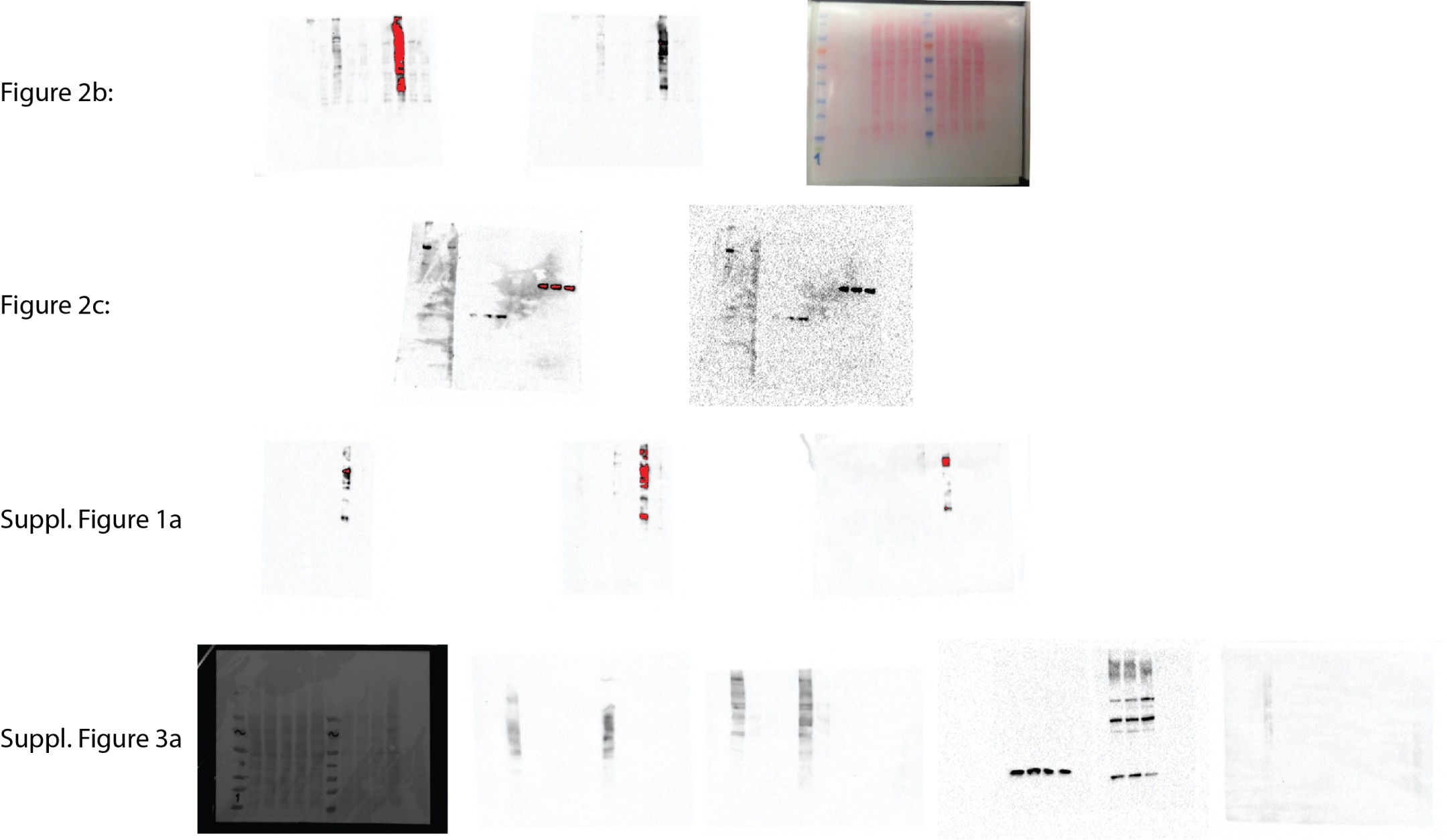 Supplementary Figure 12