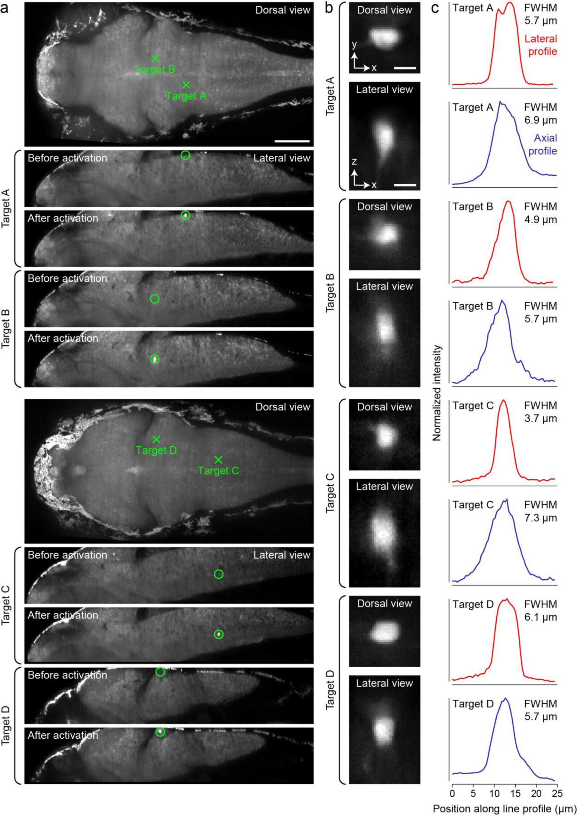 Supplementary Figure 5: Characterization of the spatial extent of photostimulation during high-speed piezo-based volumetric imaging of photoactivateable-GFP-expressing larval zebrafisha