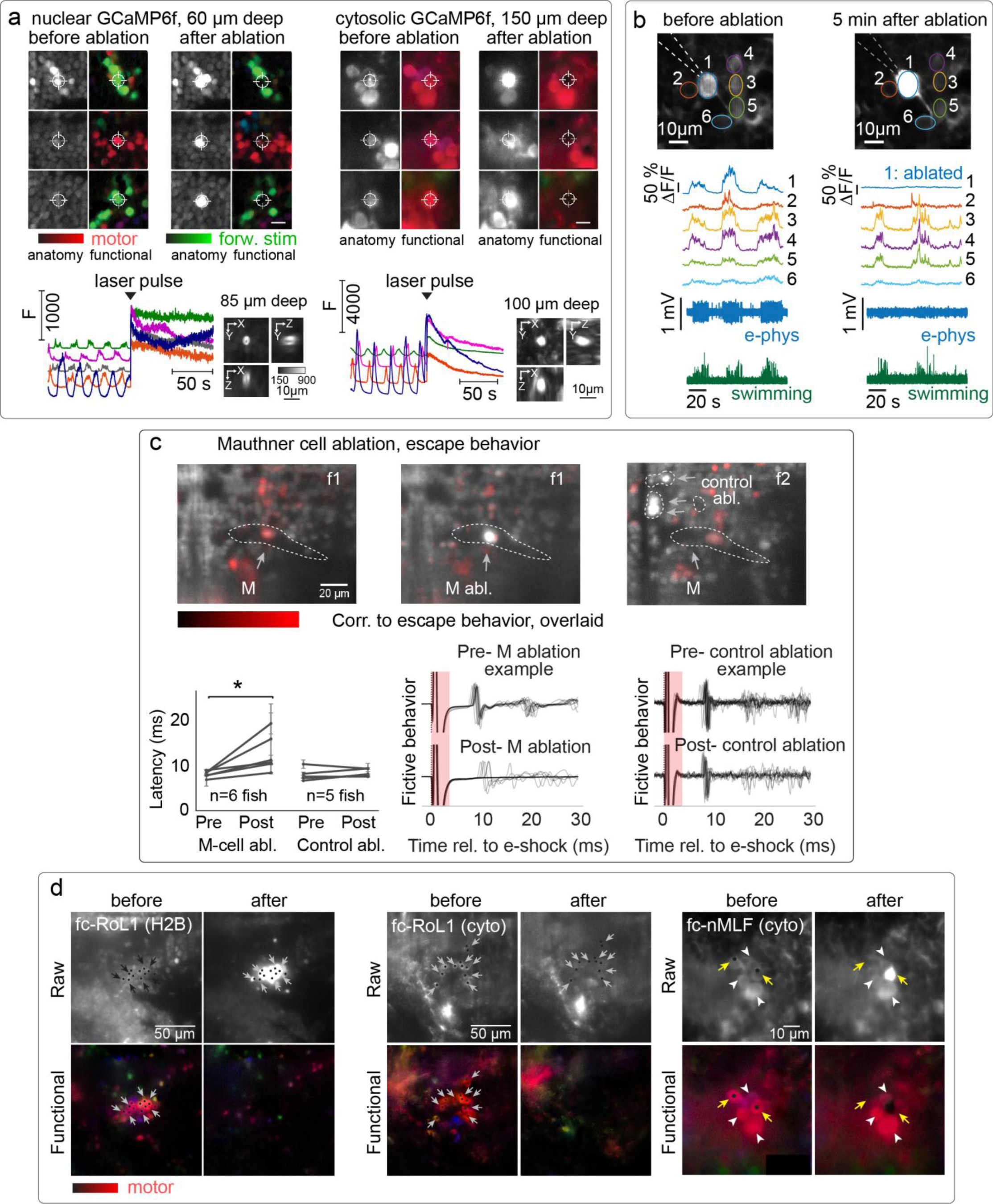 Supplementary Figure 1: Single-cell-ablation accuracy for population ablations