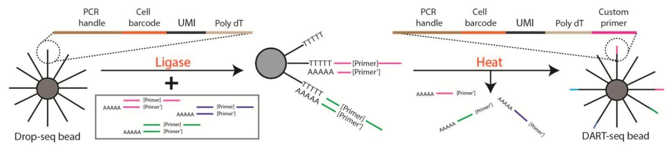 Supplementary Figure 1: Protocol for converting Drop-seq primer beads to DART-seq primer beads.
