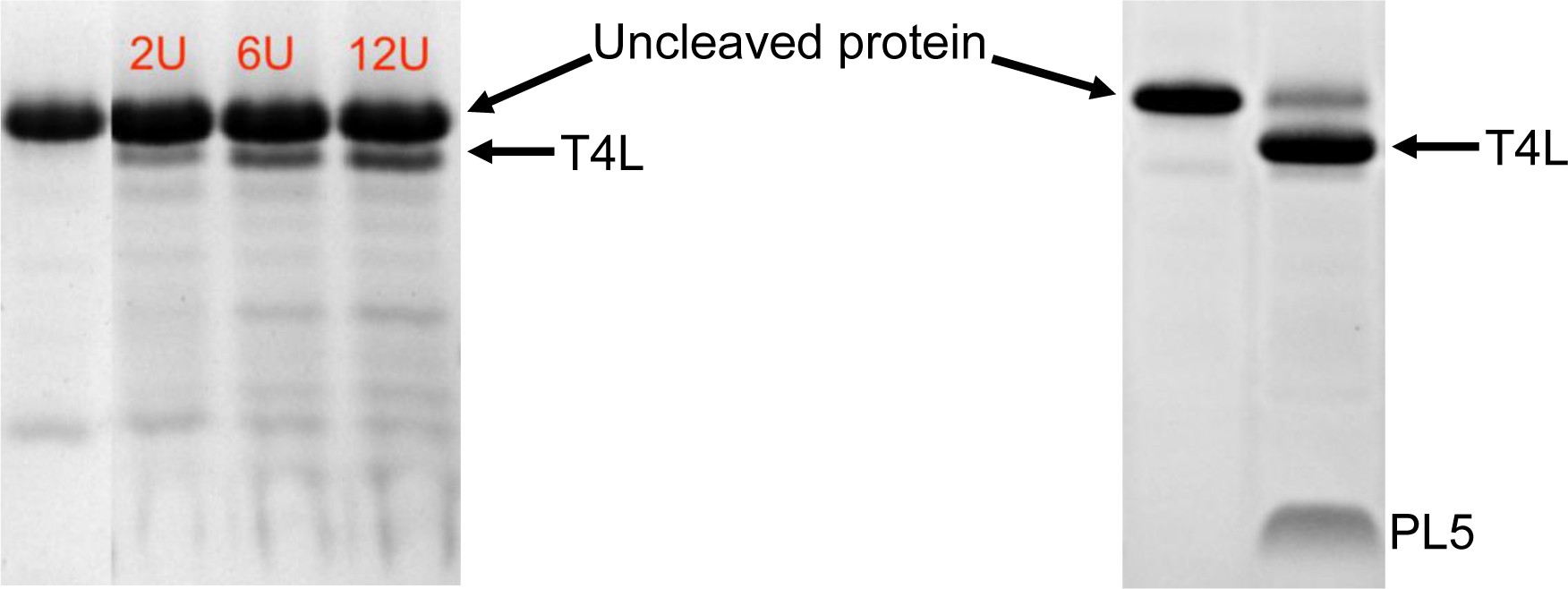 Supplementary Figure 8