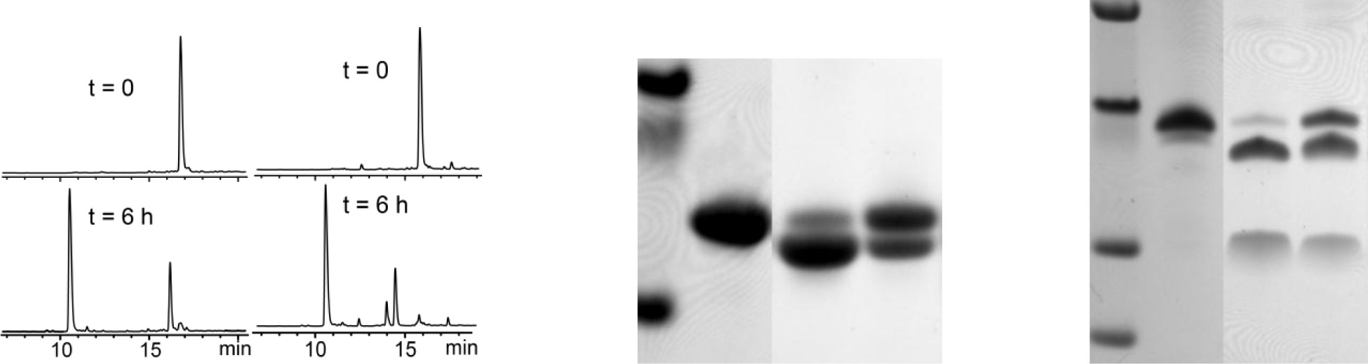 Supplementary Figure 12