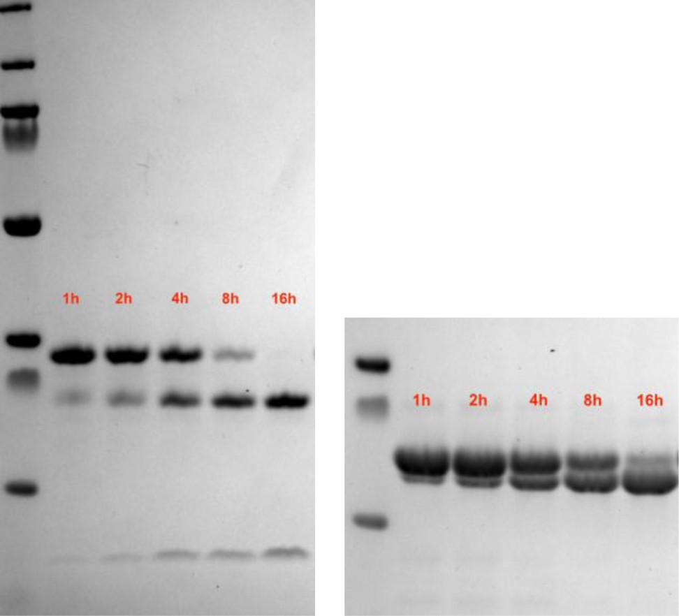 Supplementary Figure 13