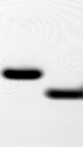 Supplementary Figure 14